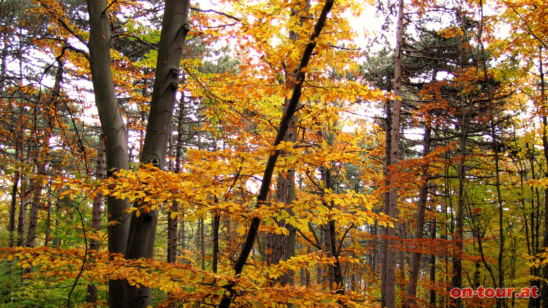 Im Herbst sind die Farben besonders reizvoll.