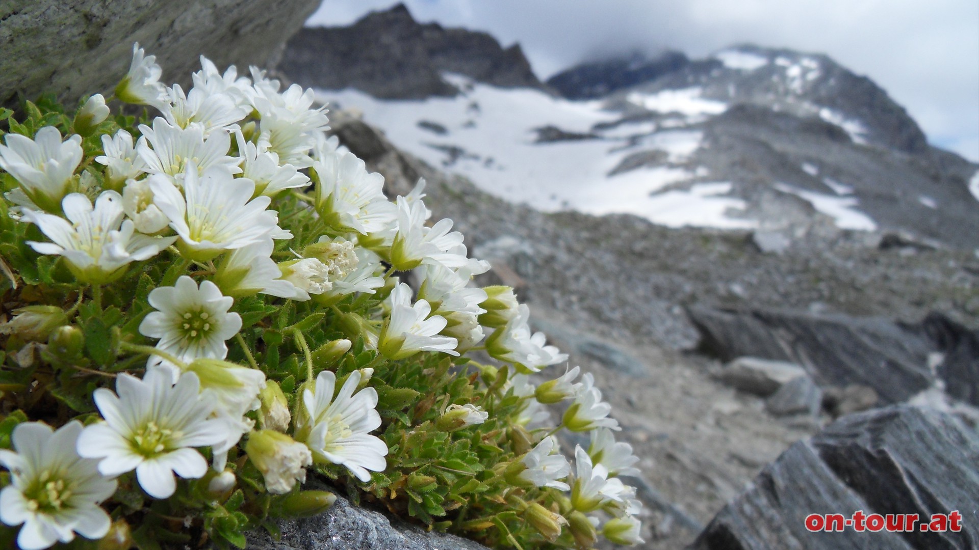 Abstieg wie Aufstieg. Vorbei an den schneeweien Blten des Hornkrauts.