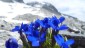 Sattes, leuchtendes Blau des Kurzblttrigen Enzians vor dem Ankogel Hintergrund.