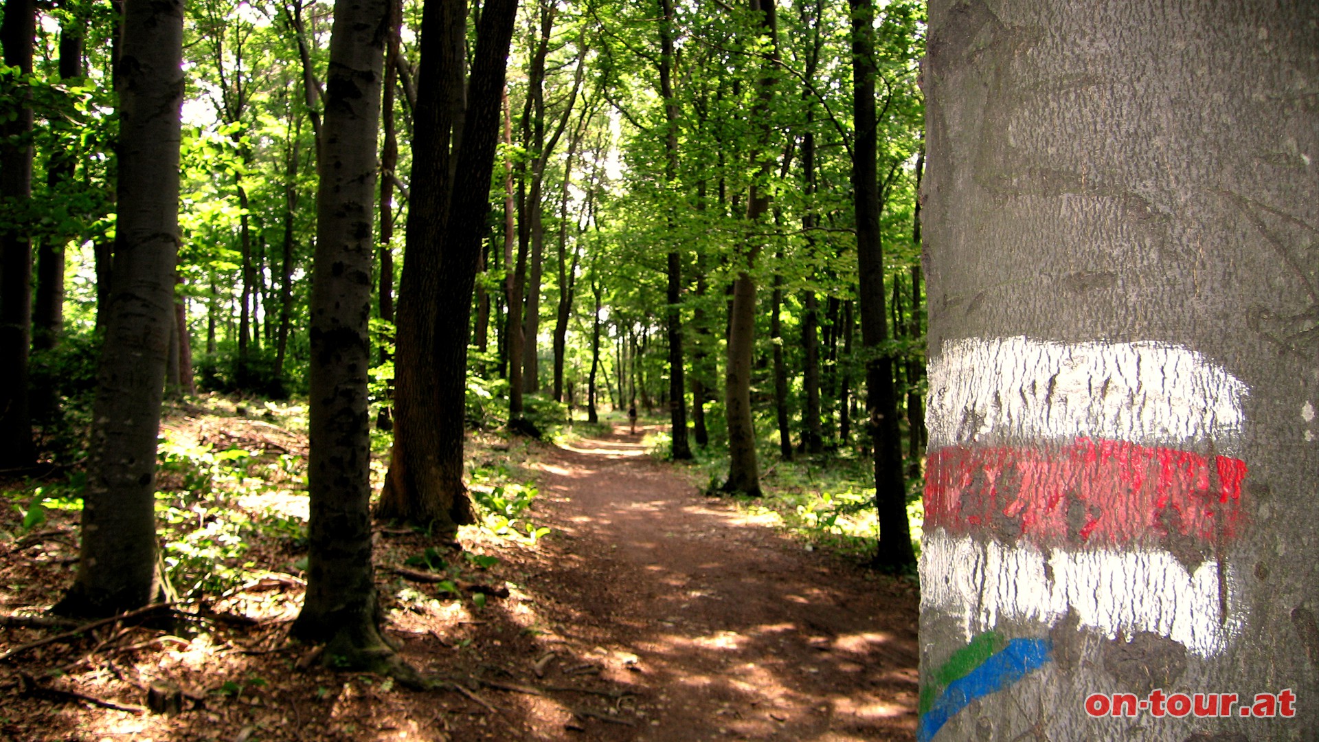 Sdwestlich weiter Richtung Pfaffstttner Kogel.