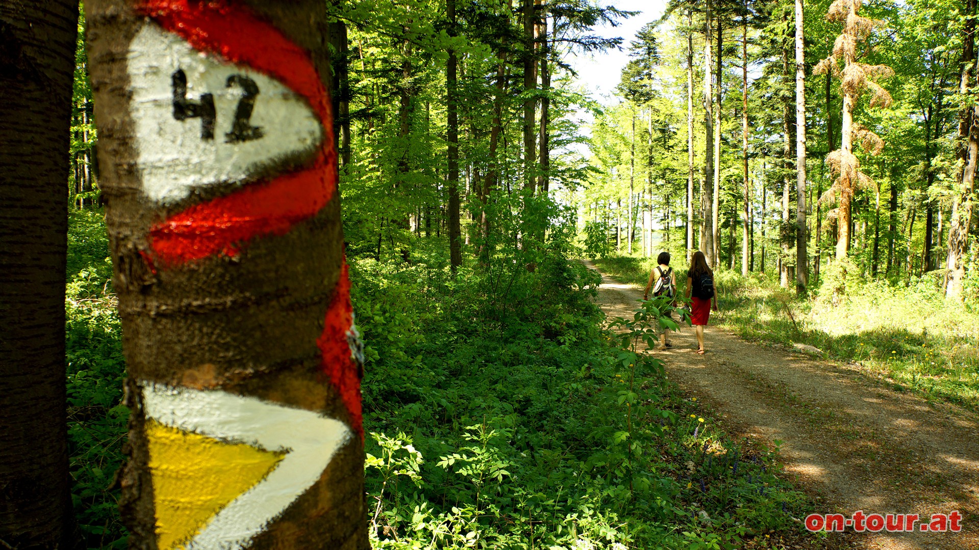 Bei einer Forststrae schwenkt der Weg nach rechts bergab zum Jungendbrunnen. 