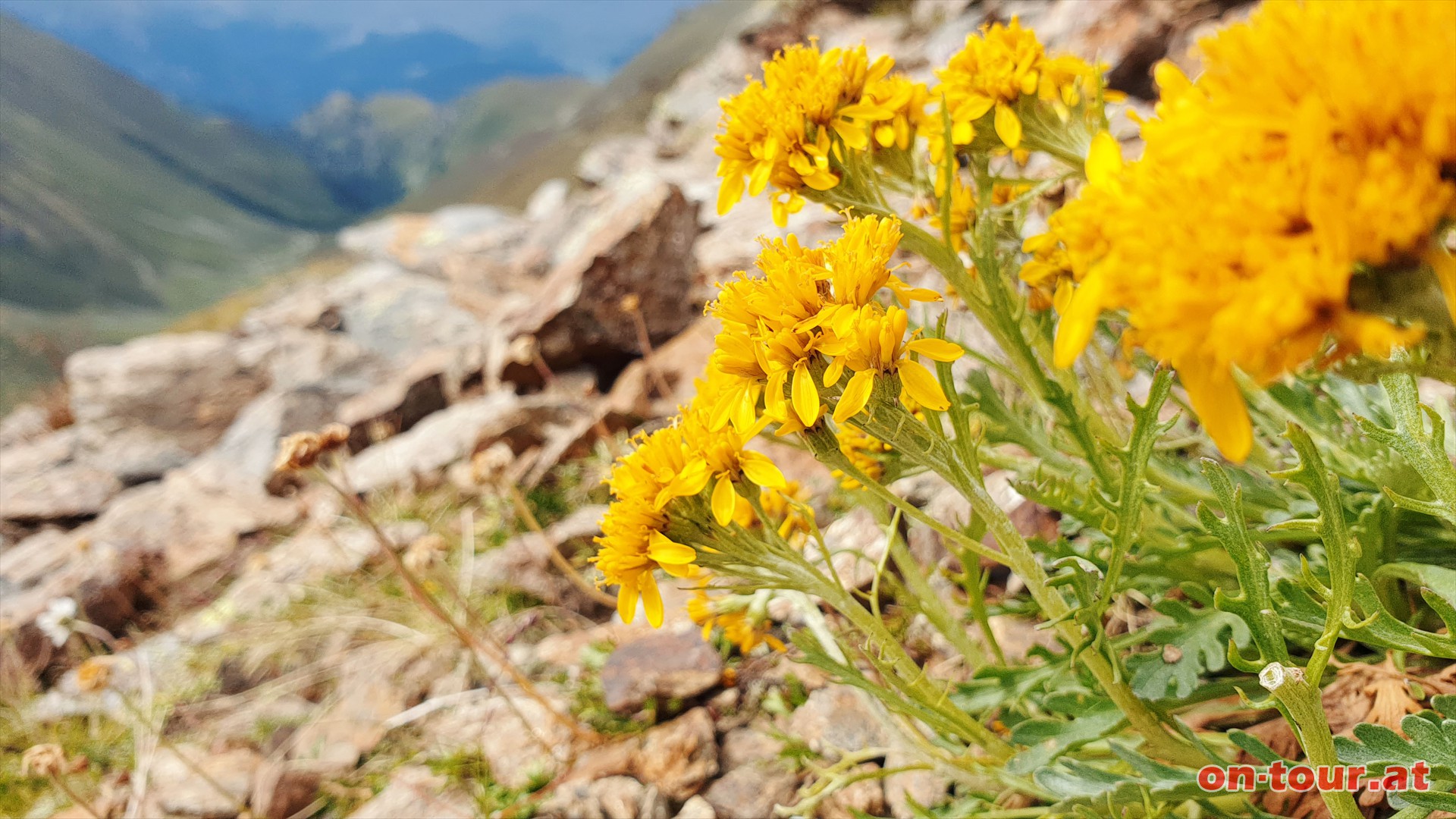 Abstieg zur Platzalm (Pfad). Graues Greiskraut am Weg.
