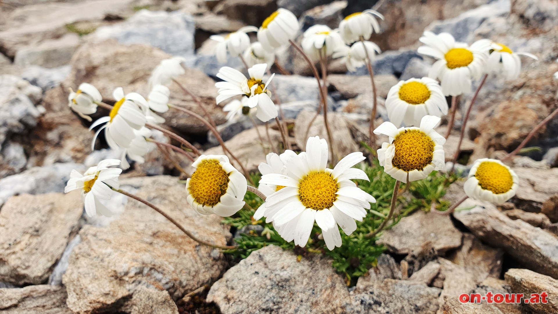 Margeritenblumen im kargen Felsgelnde.