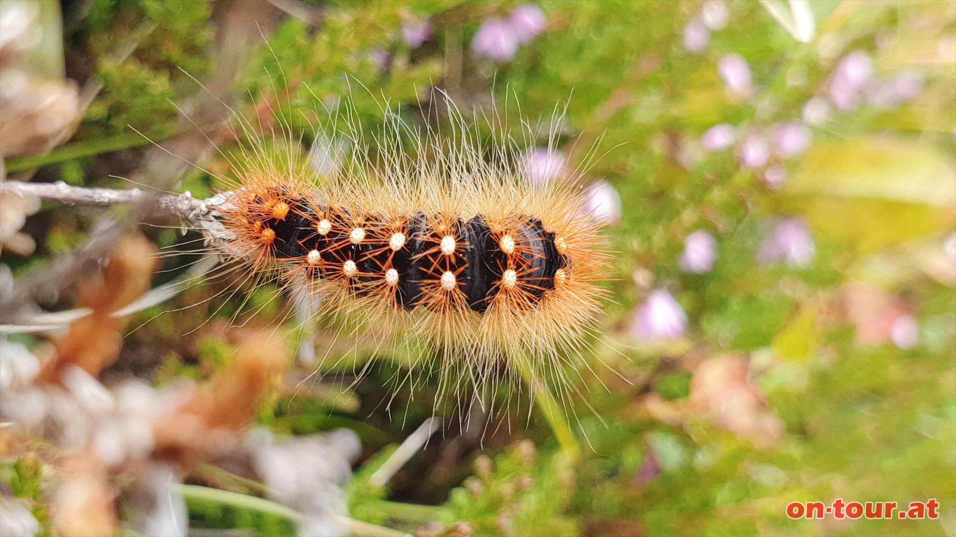 Schmetterlingsraupe