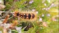 Schmetterlingsraupe