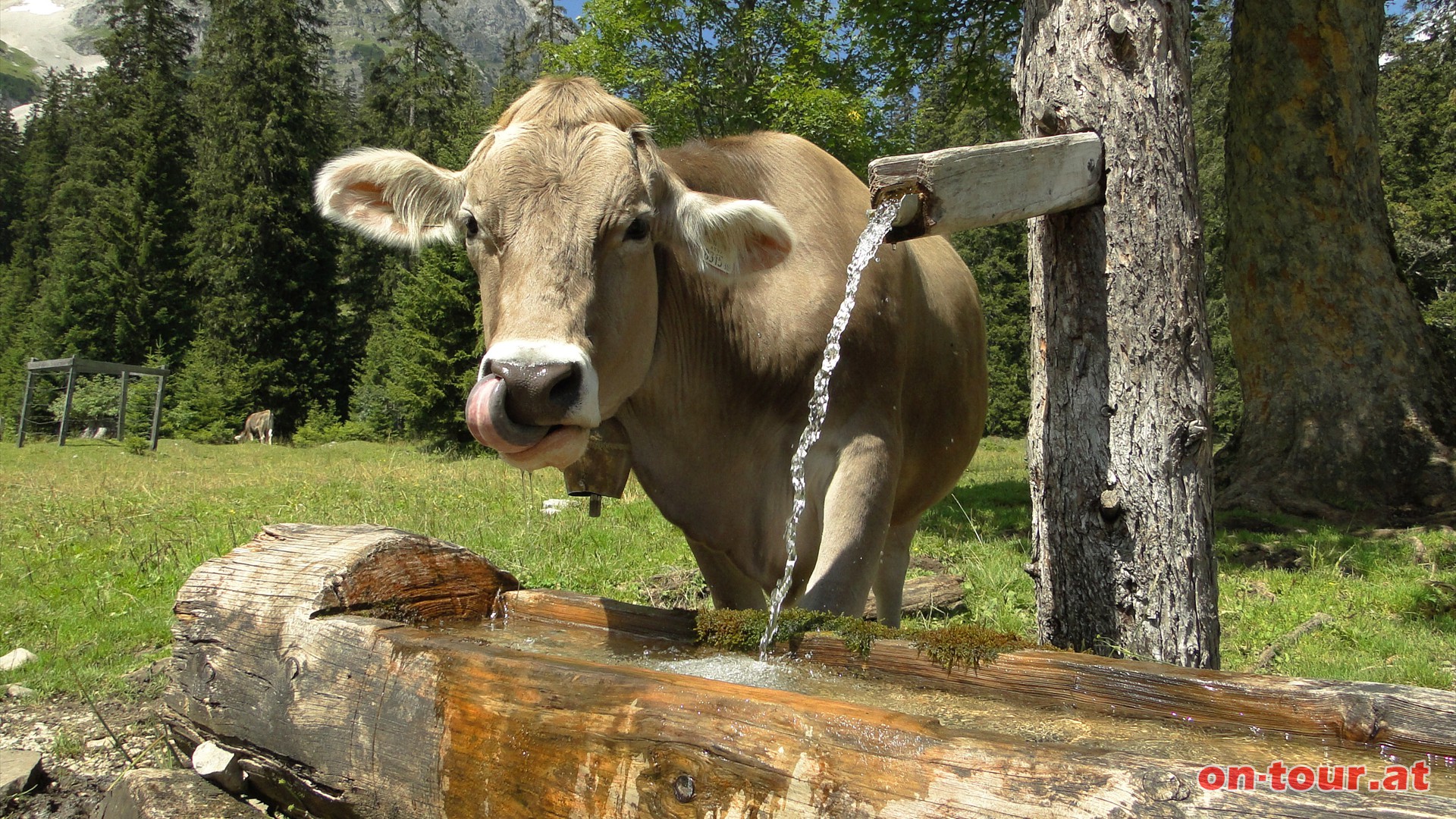 Frisches Quellwasser schmeckt auch den Kühen.