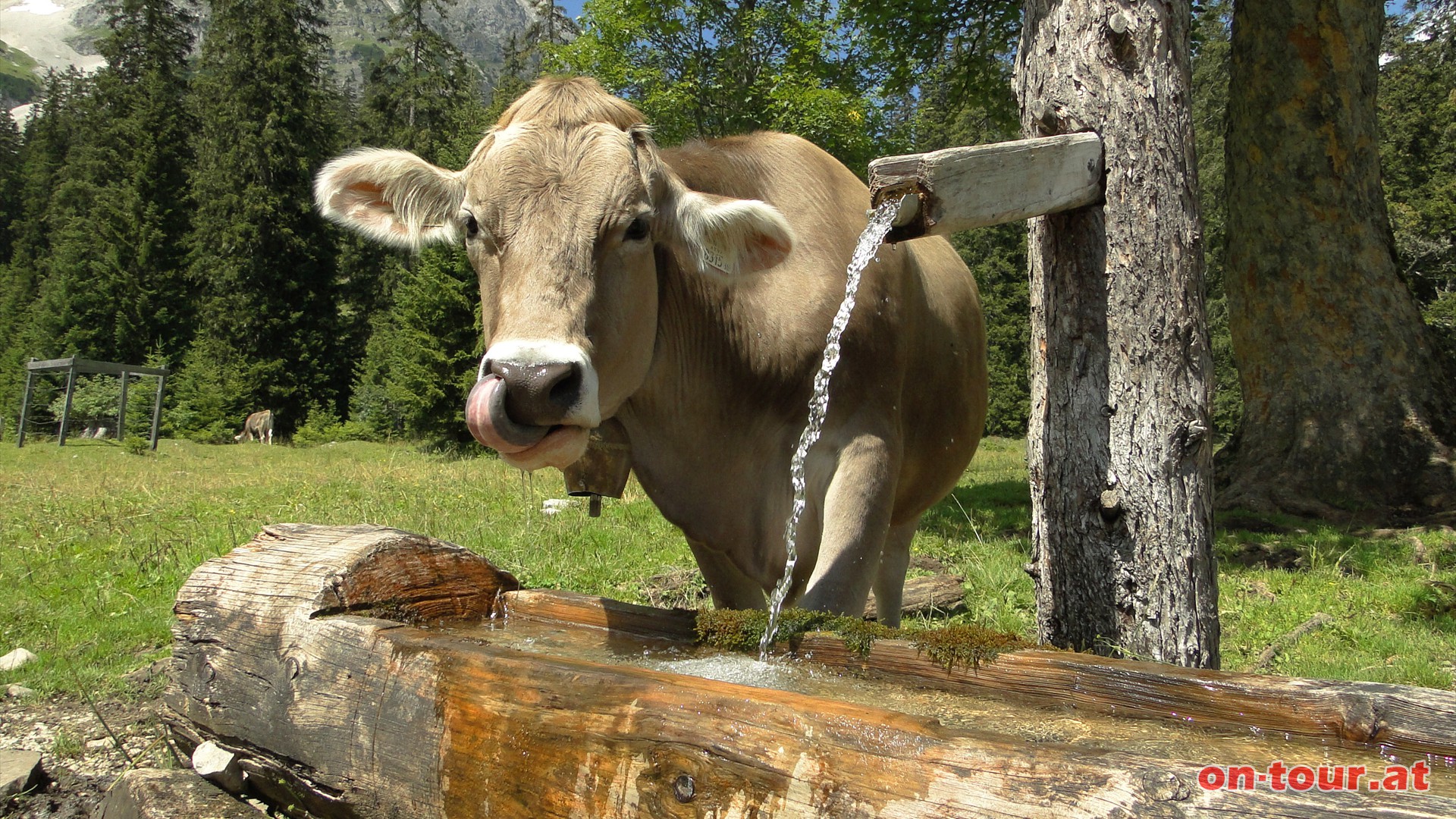 Frisches Quellwasser schmeckt auch den Khen.