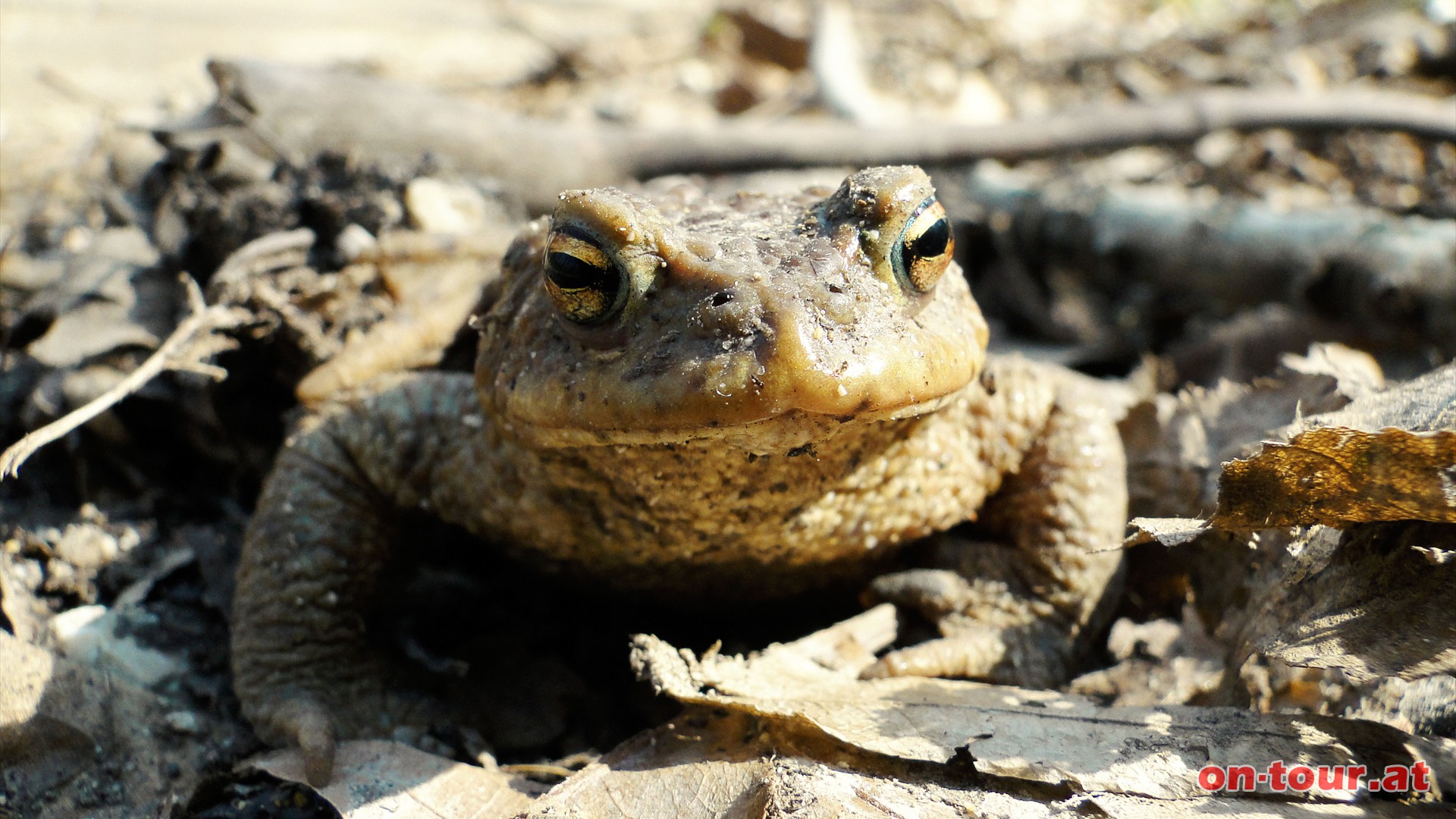 .....zurck zum Schttkasten. Im Schlosswald treffen wir auf eine freundliche Erdkrte.