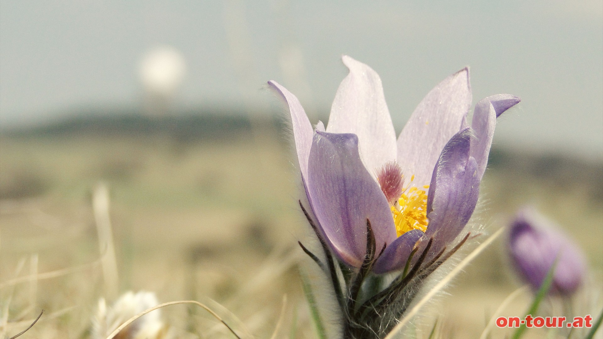 Die groe, sonnige Steppenrasenflche bietet ideale Verhltnisse fr die schne Kchenschelle.