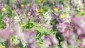 Farbenprchtige Waldblumen am oberen Ende des Wildparks. Dominant der wei oder rot-rosa blhende -Hohle Lerchensporn-..JPG