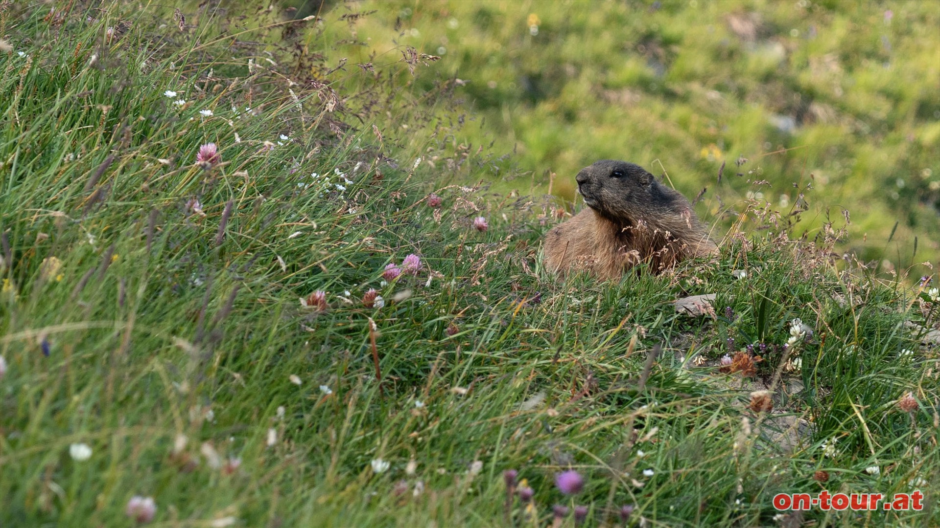 Auch Murmeltiere fhlen sich hier sehr wohl.