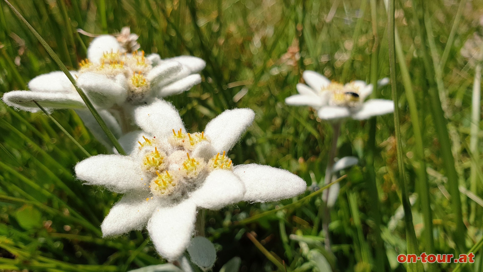 Die Wiesenflanken sind ein Edelwei-Paradies.