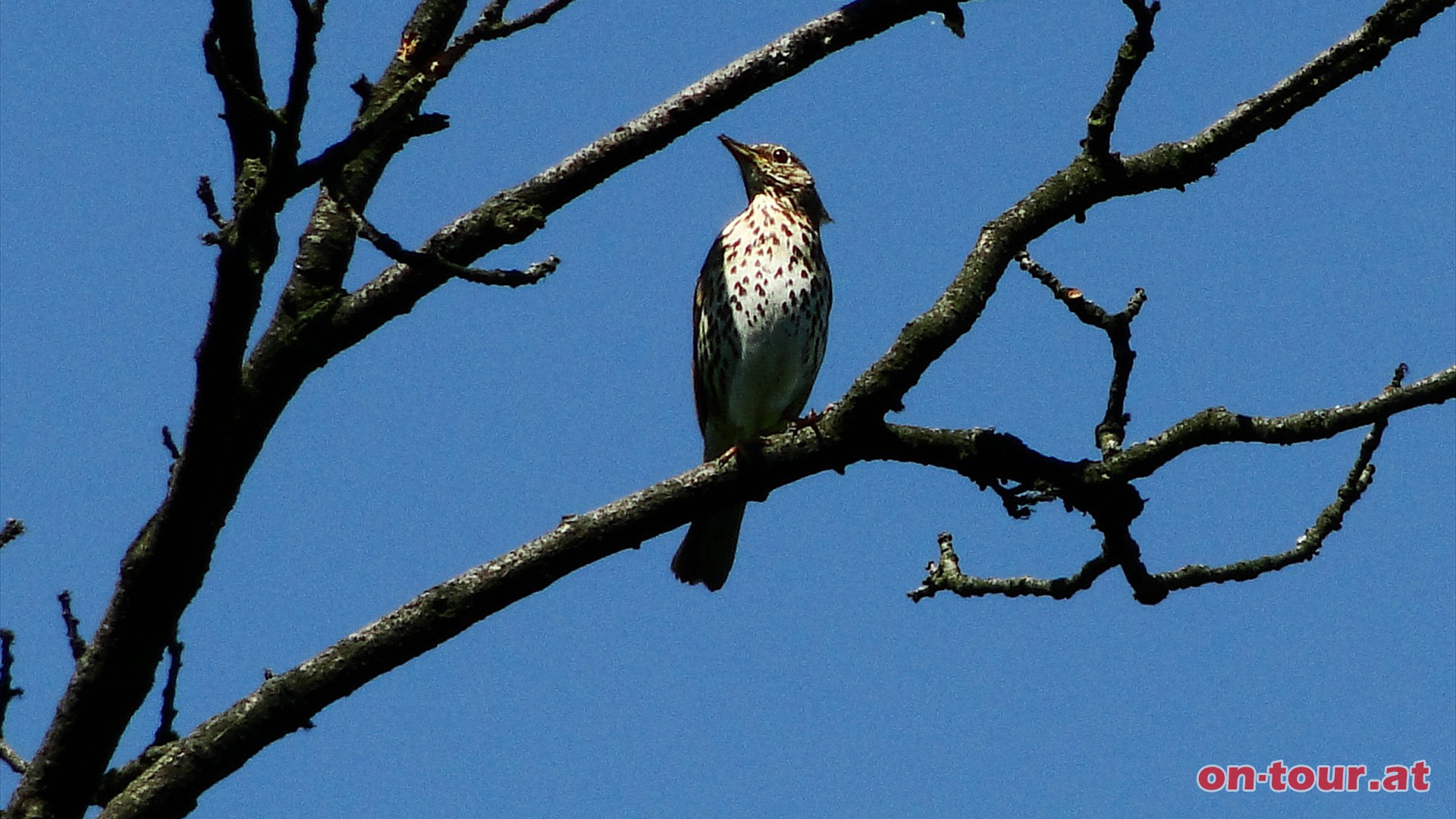 Weiter zur Vituskapelle. Eine Singdrossel begleitet uns hier mit ihrem frhlichem Gesang.