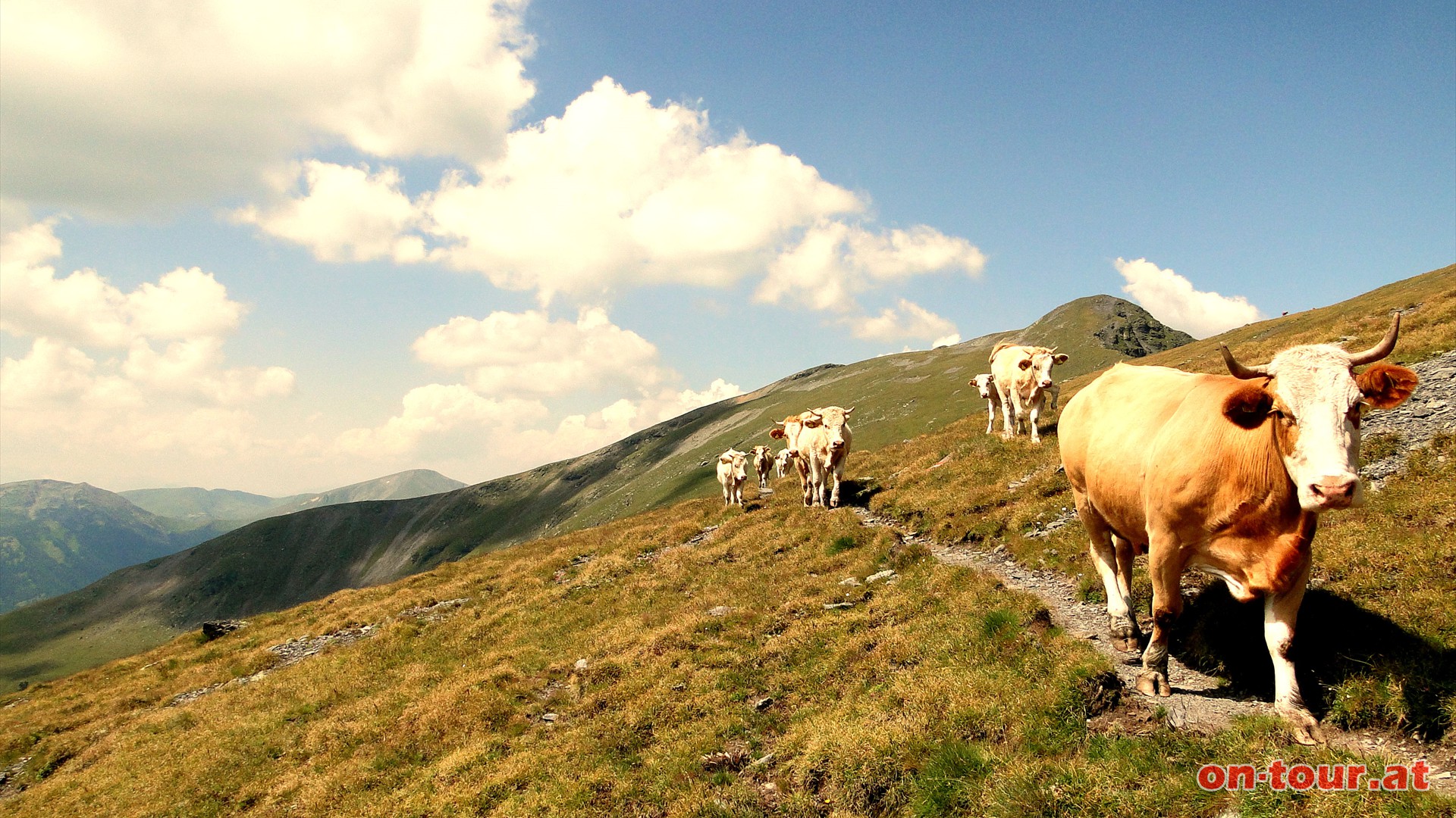 Achtung Gegenverkehr! Gerne wird den zielstrebigen Khen der Wanderweg berlassen.