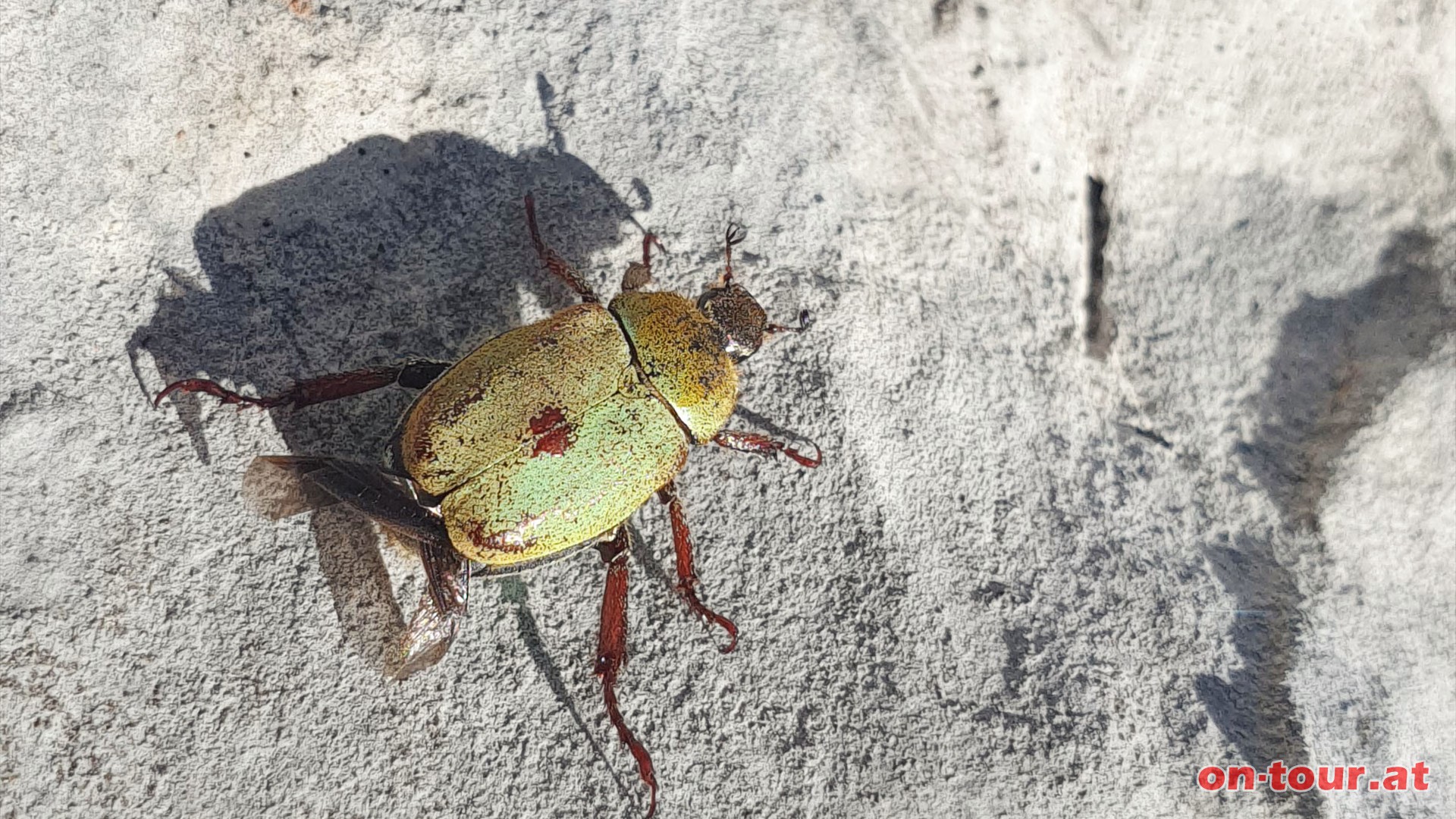 Auch hier leben Insekten.