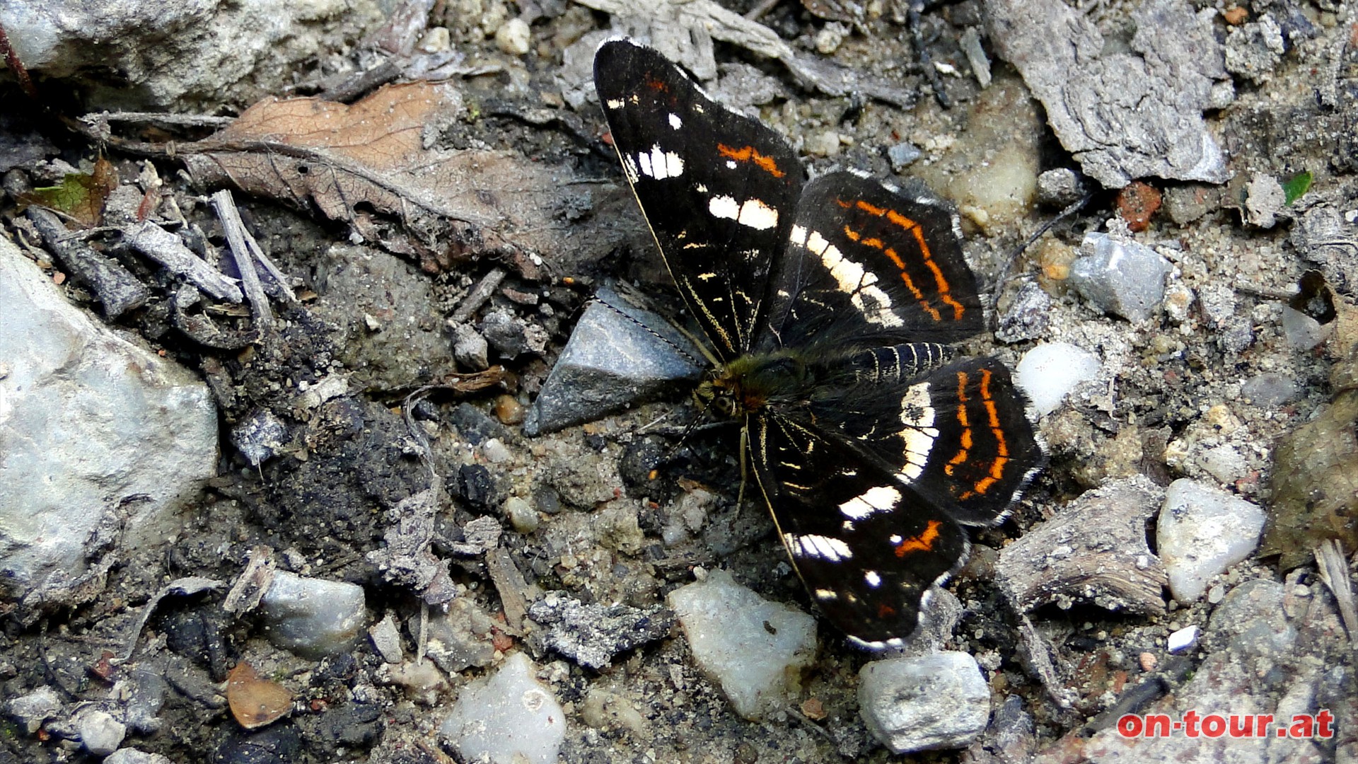 Ein Schwarzer Trauerfalter am Weg.