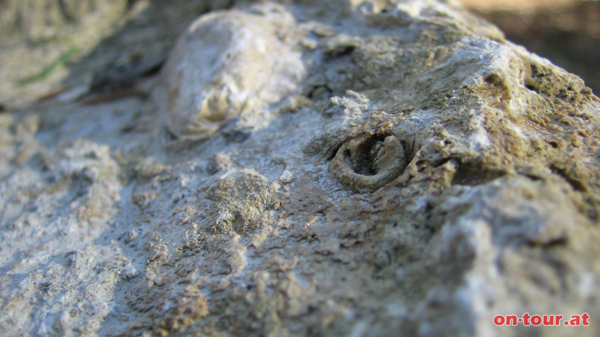 Wir betrachten die Gesteine nher und erkennen bei einer weiteren Station interessante Details. In diesem Fossilkalk sind versteinerte Gehuse von Meeresbewohnern noch hervorragend erhalten.