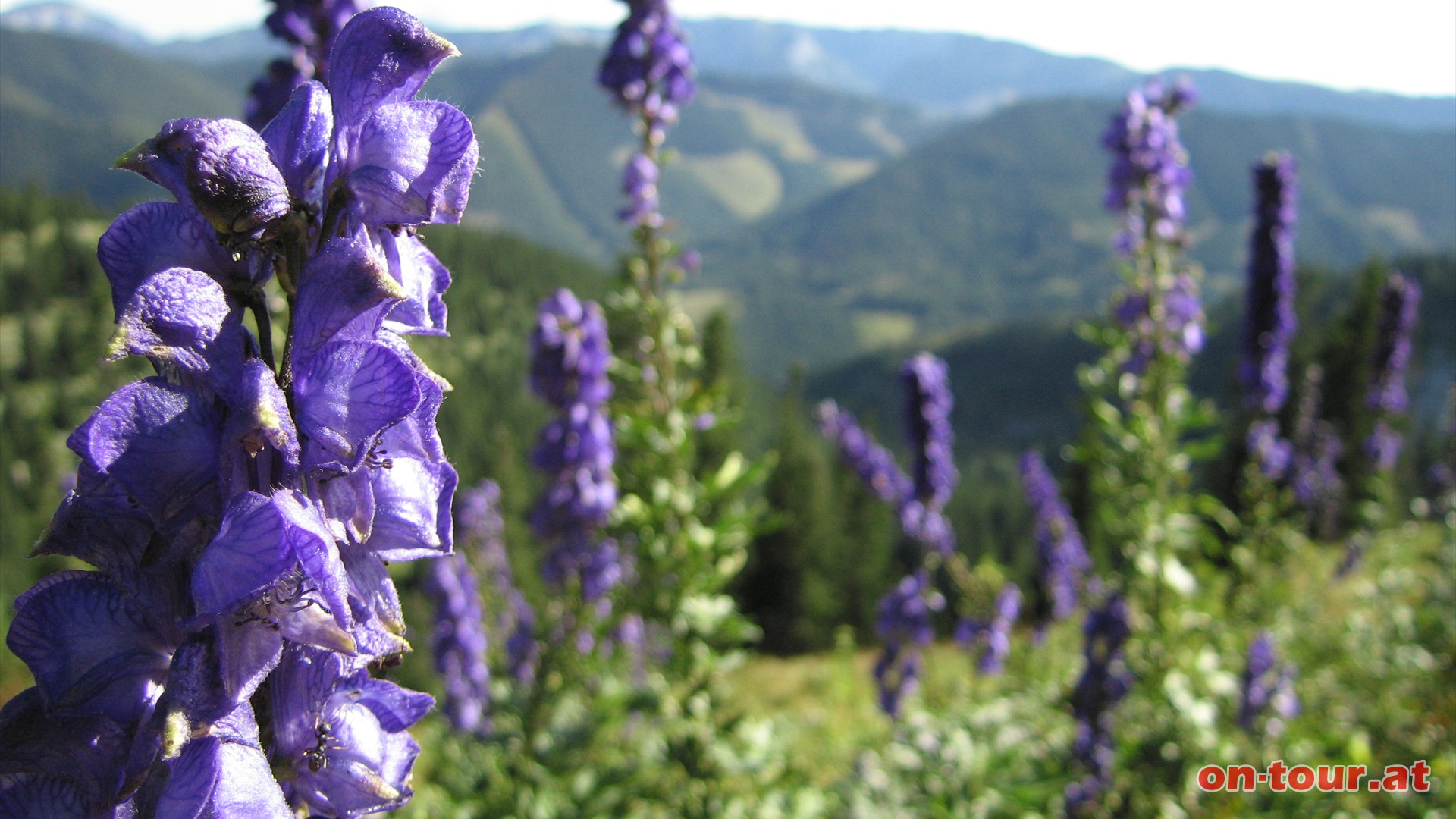 Helmförmige blaue Eisenhutblüten beim Abstieg zum Törl.
 Dann rechts, Richtung Halterhütte.