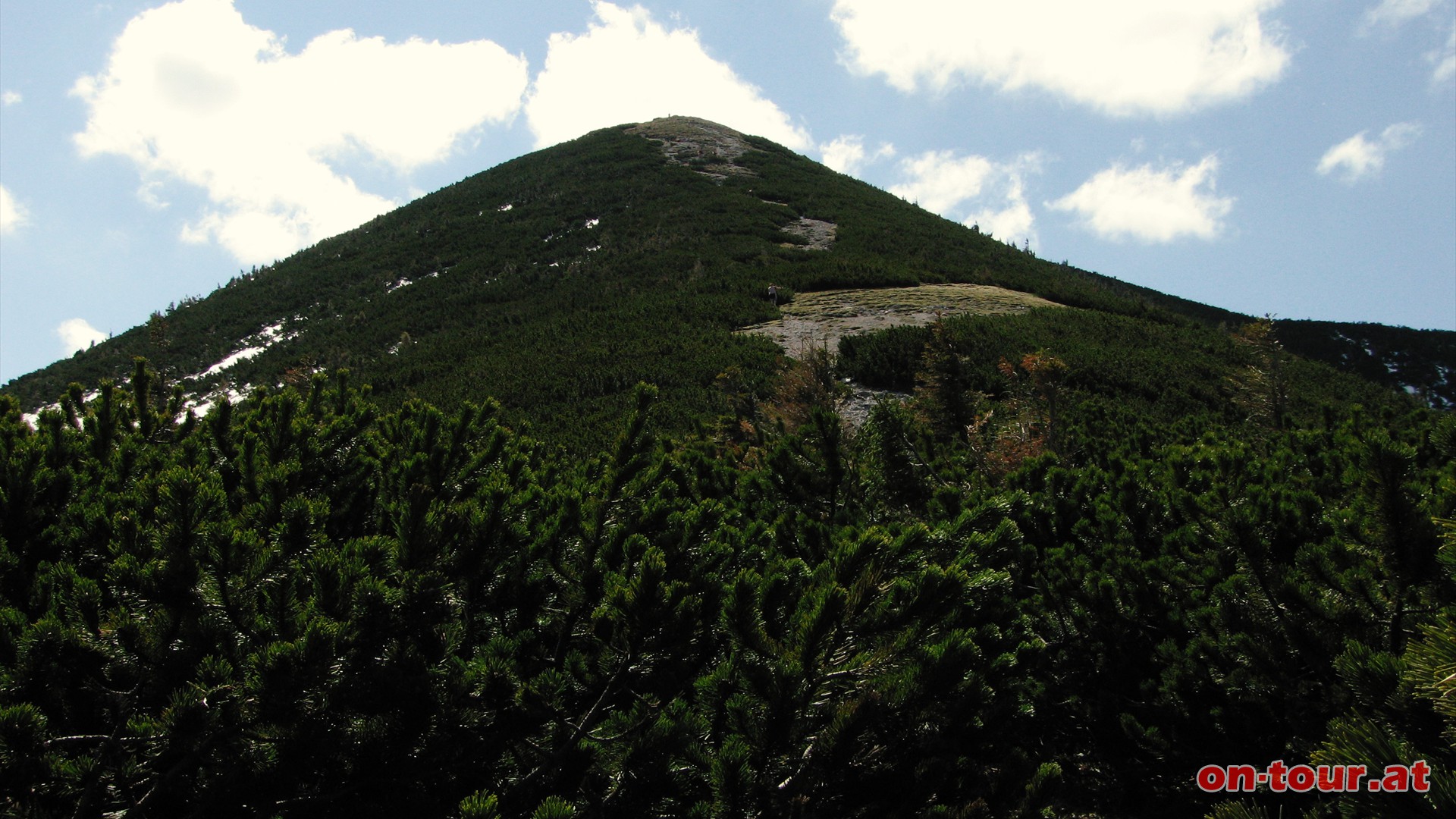 Bergkiefern, auch Latschen genannt, haben den Gipfelbereich erobert.
