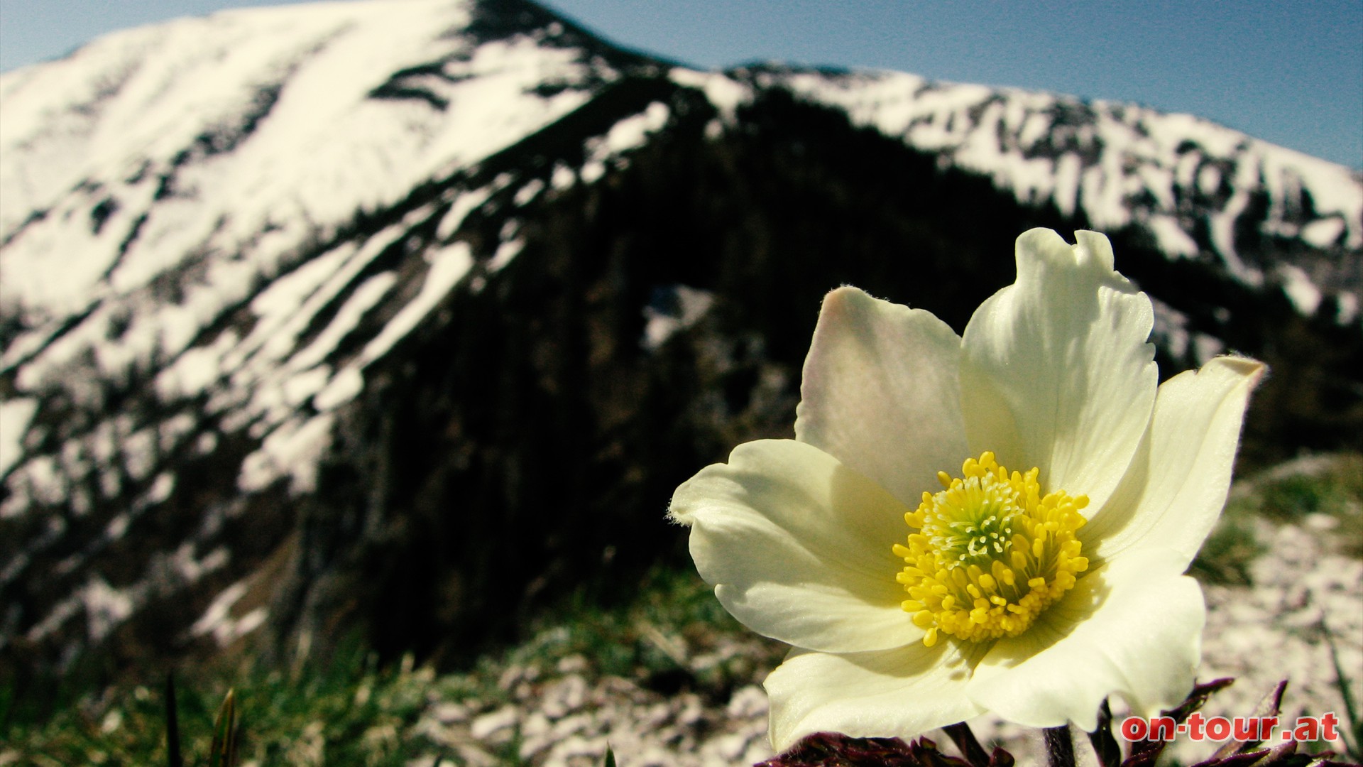 Eine Alpen-Kchenschelle am Weg.