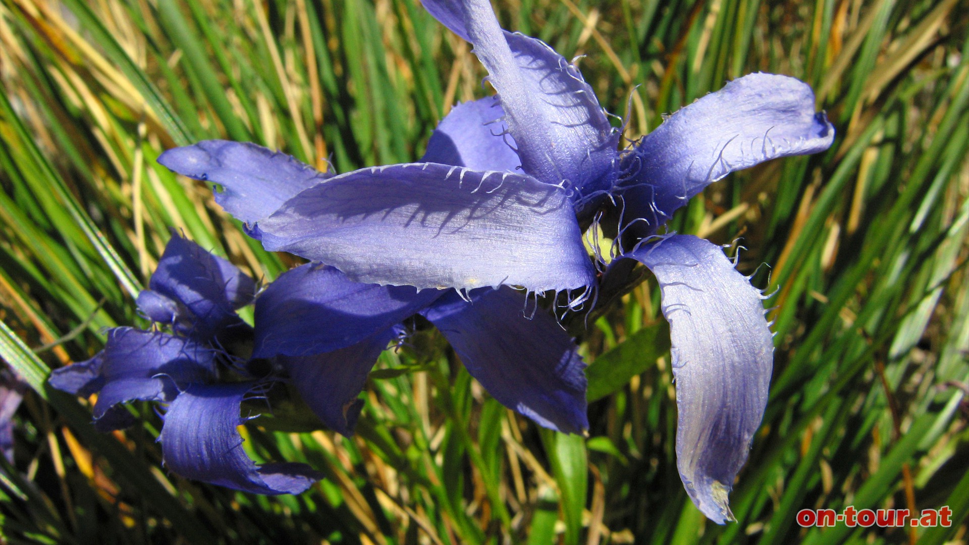 Der Gefranste Enzian mit seinen vierzähligen Blütenblätter.