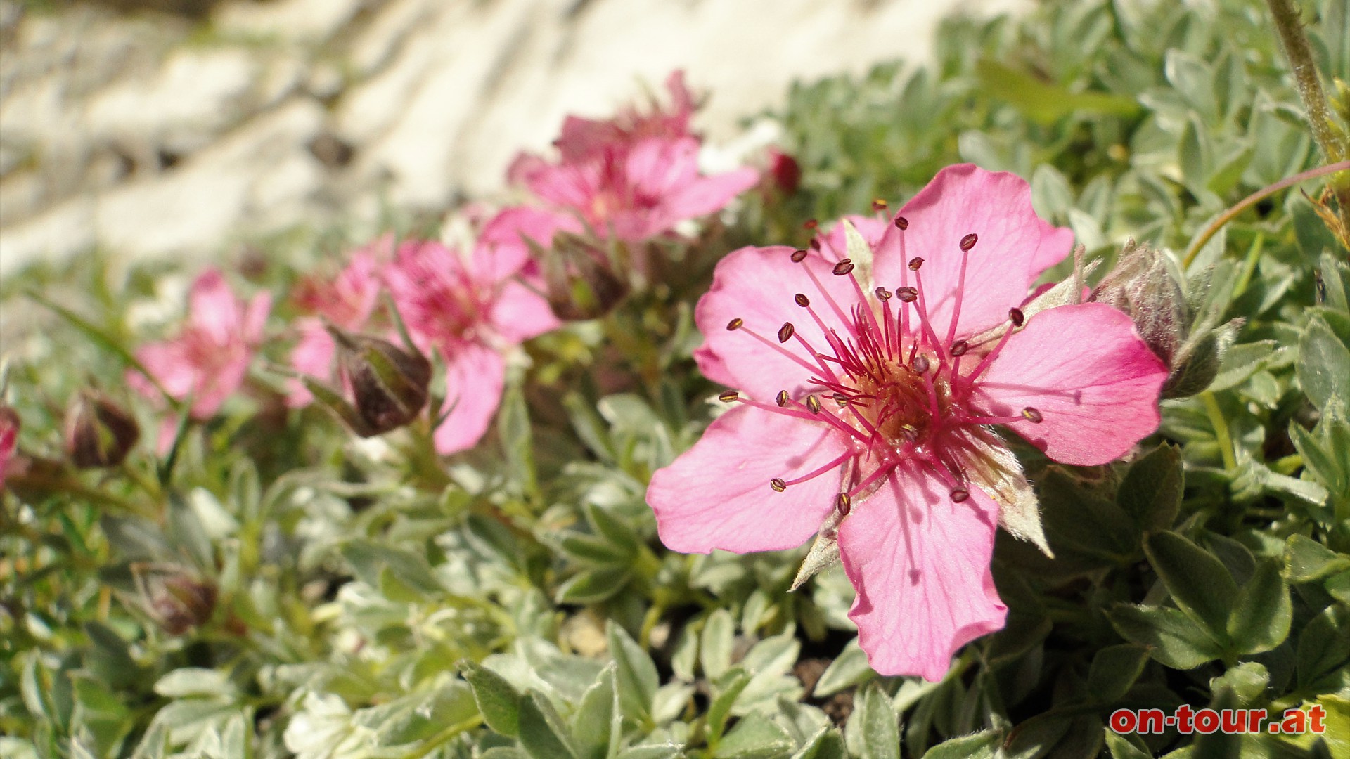 Beim Abstieg hat man Zeit fr die Alpenflora, wie z.B. die Zwerg-Alpenrose.