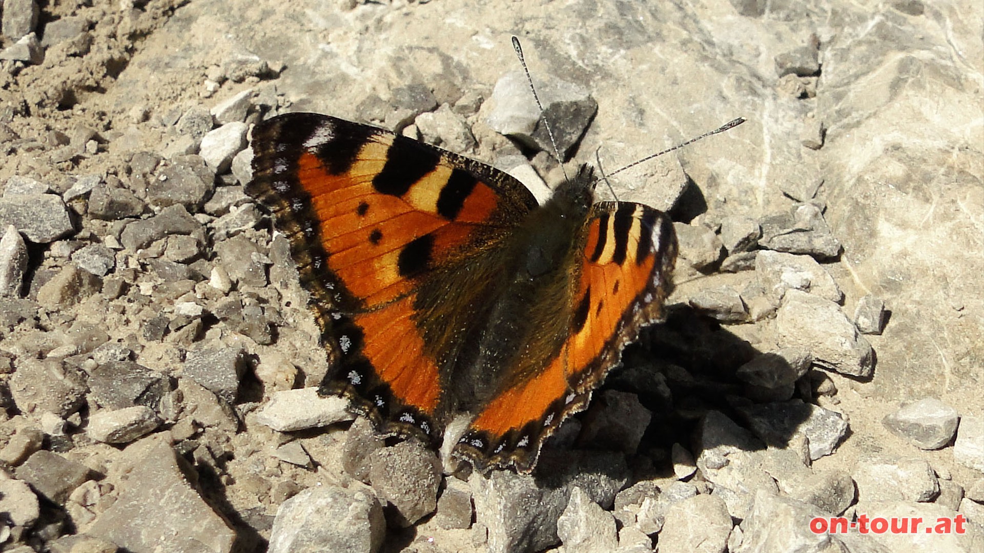 Ein Kleiner Fuchs hat es sich in der Scharte gemtlich gemacht.