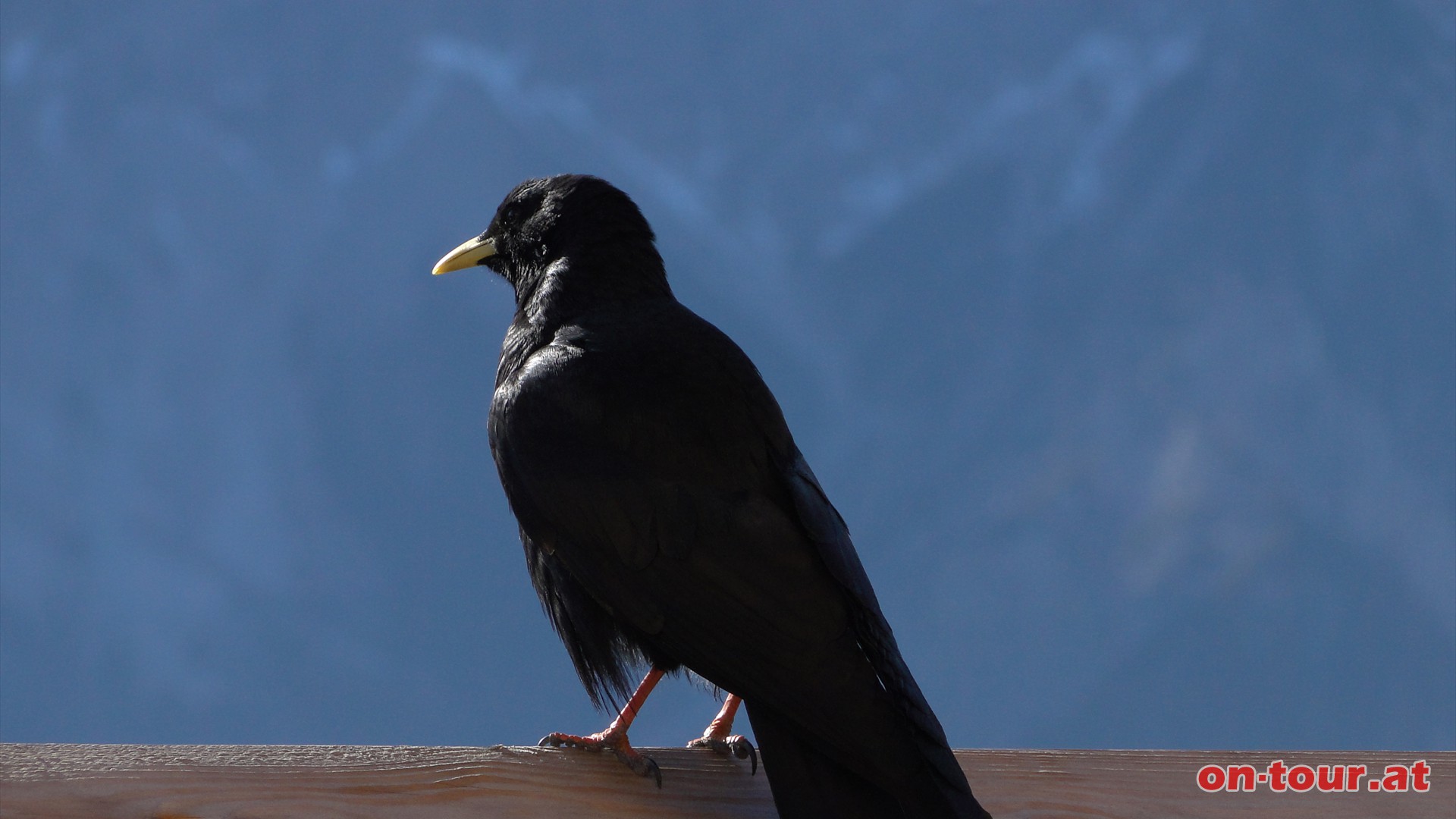 Neugierige Alpendohle