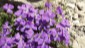 Auf ber 2000 m findet sich noch eine prchtige Flora. Die uns bekannten -Stiefmtterchen- wachsen hier in der alpinen Version als -Langsporniges Veilchen-.