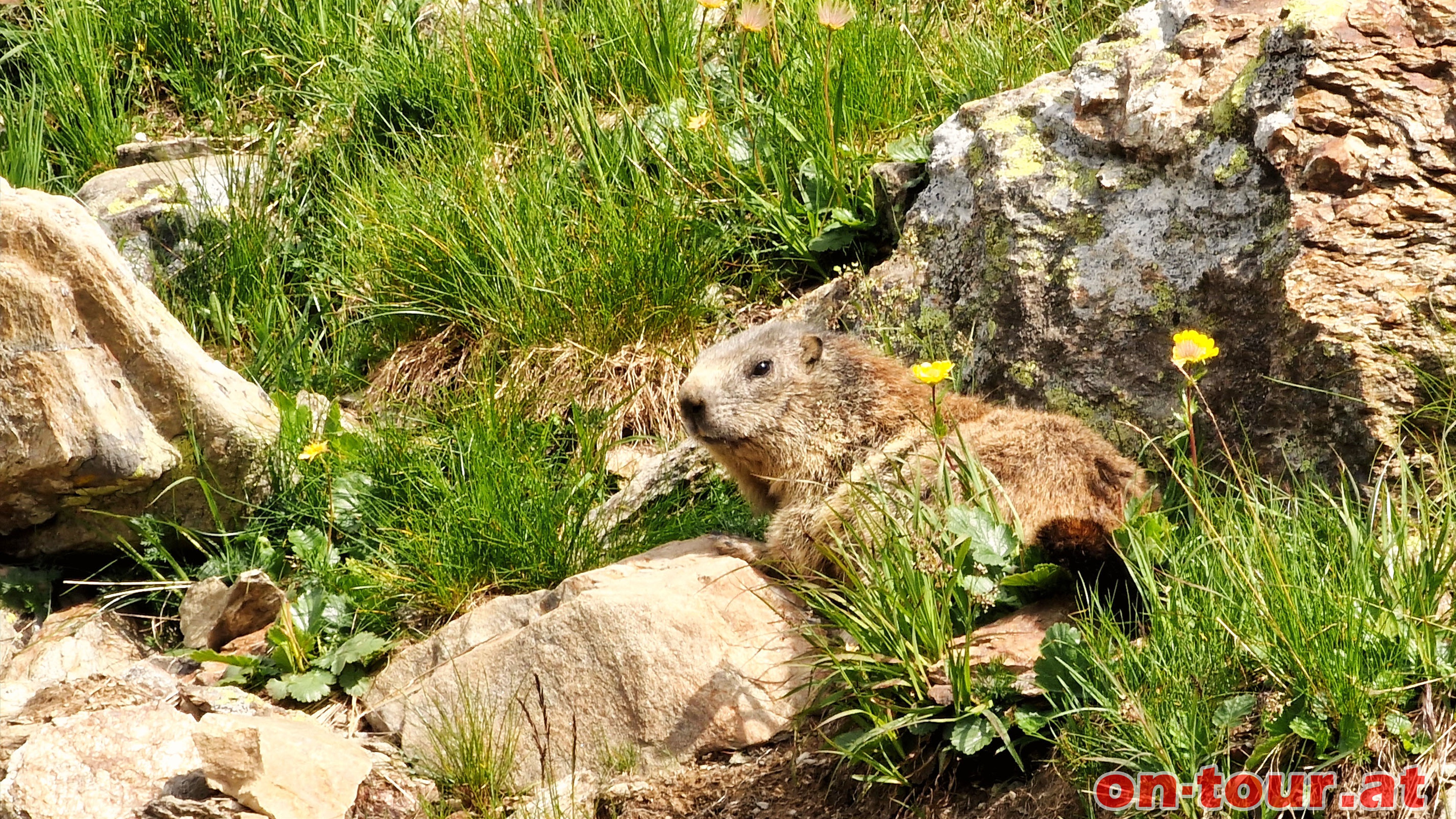 Abstieg zum Kleinen Leppleskofel. Aufmerksame Murmeltiere.
