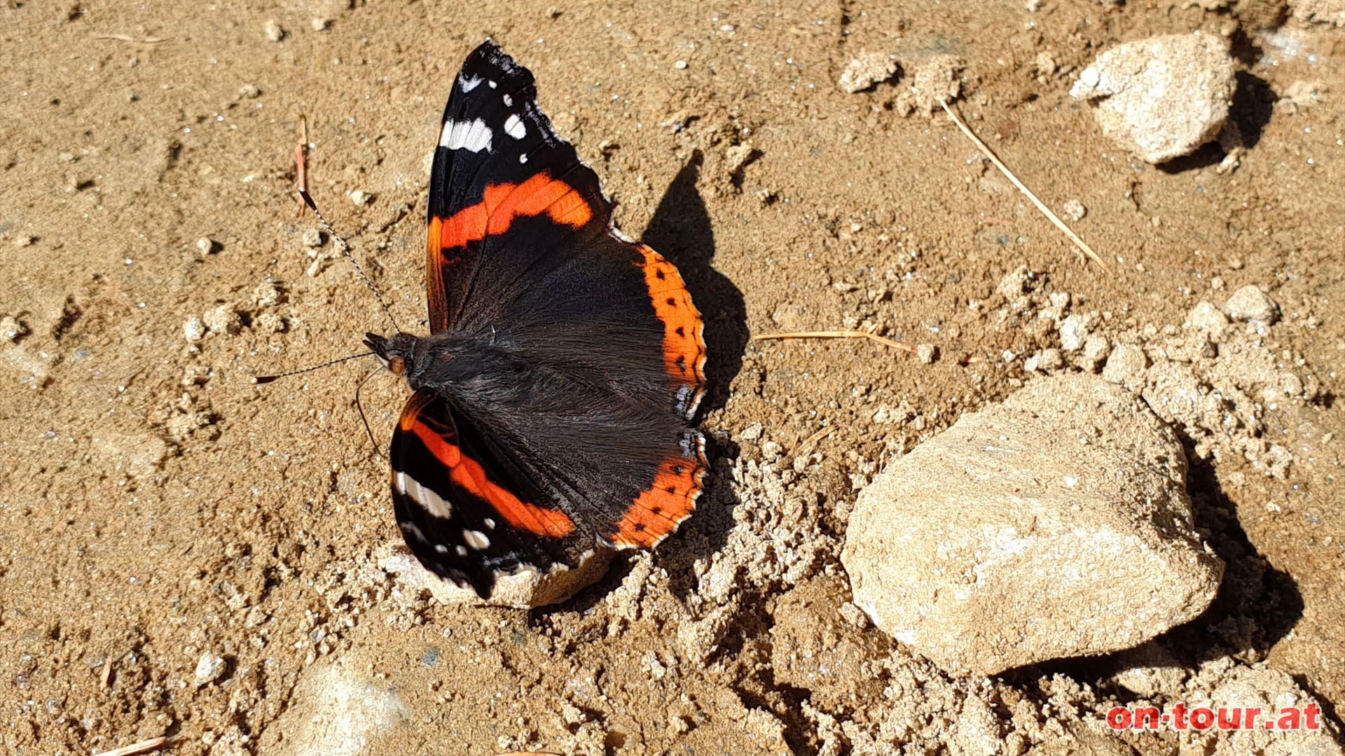 Ein Admiral am Weg.