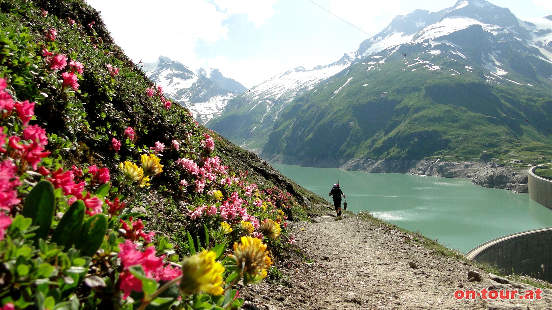 Herrliche Blumenwiesen. Im Hintergrund der Mooserboden.