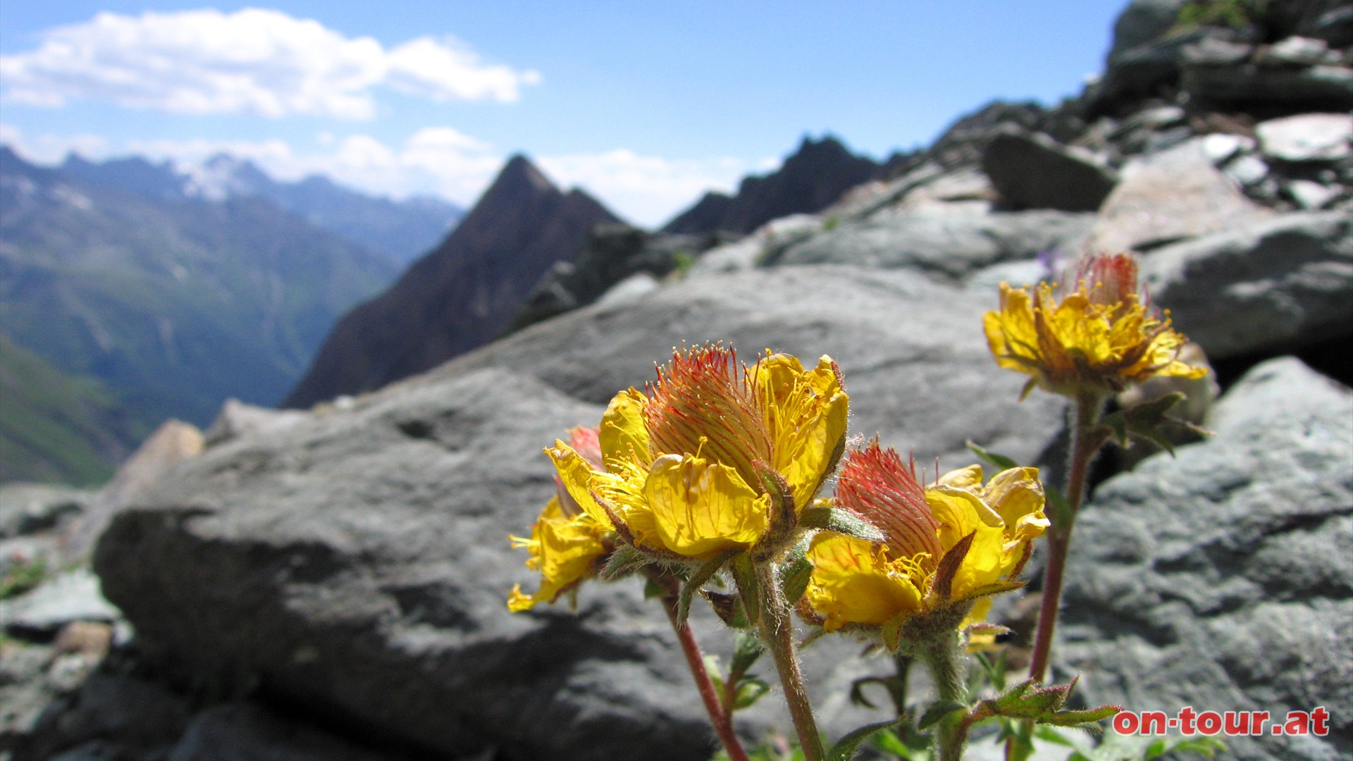 Prächtigen Alpenblumen. Im Hintergrund ragt die 
Freiwandspitze empor.