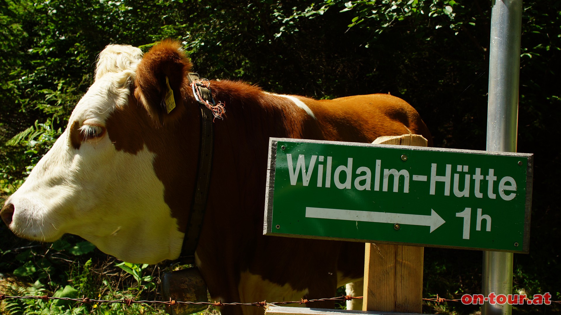 Parkmglichkeit im Scharnitzgraben. Aufstieg zur Wildalm-Htte.