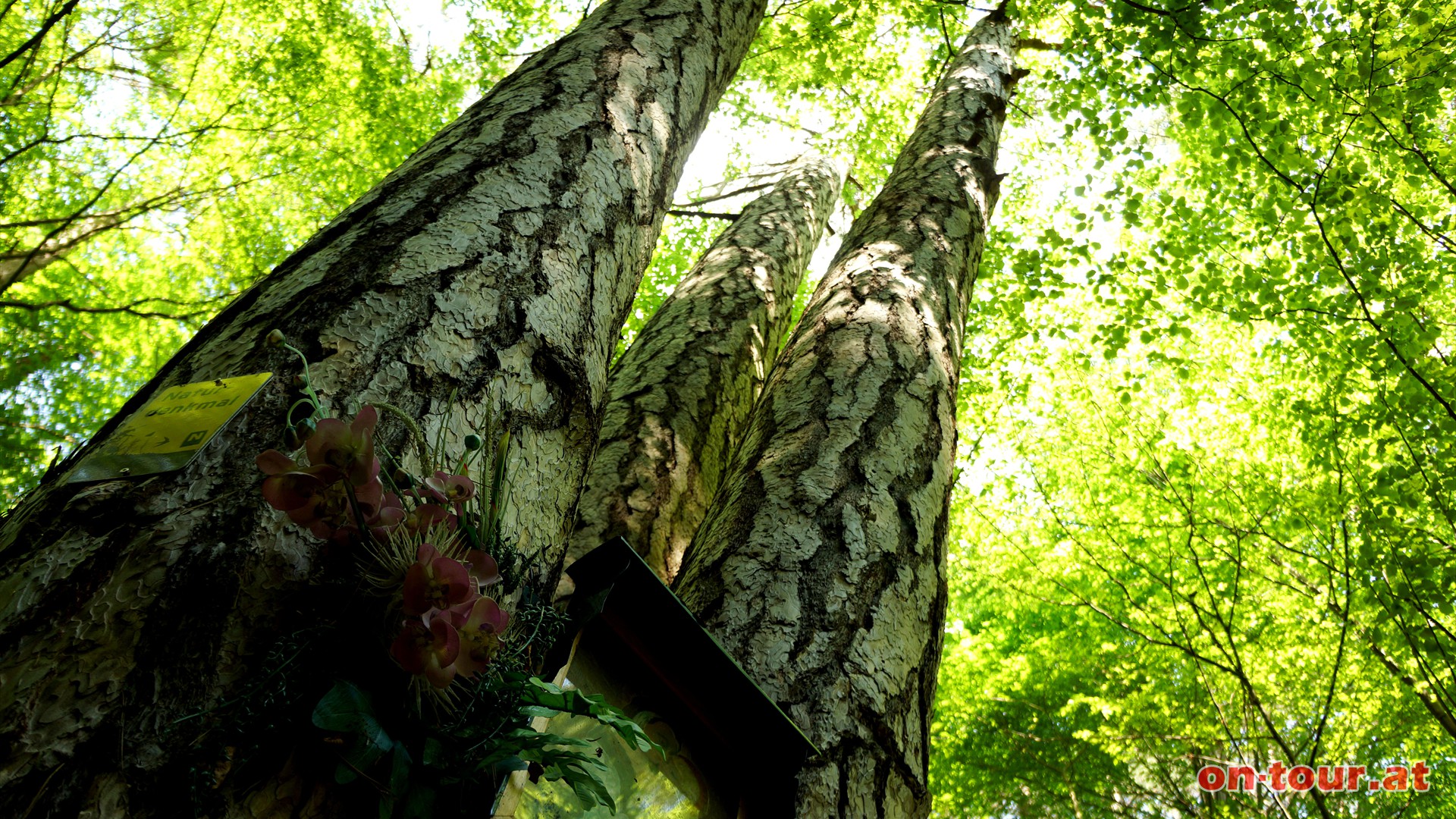 Unmittelbar vor dem Jauling links, in den Eichgraben hinunter zum unglaublichen Dreibrder-Baum.