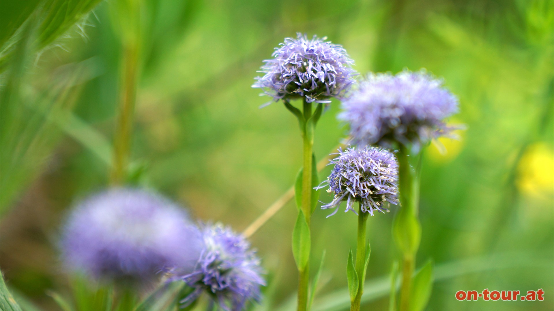 Gemeine Kugelblume