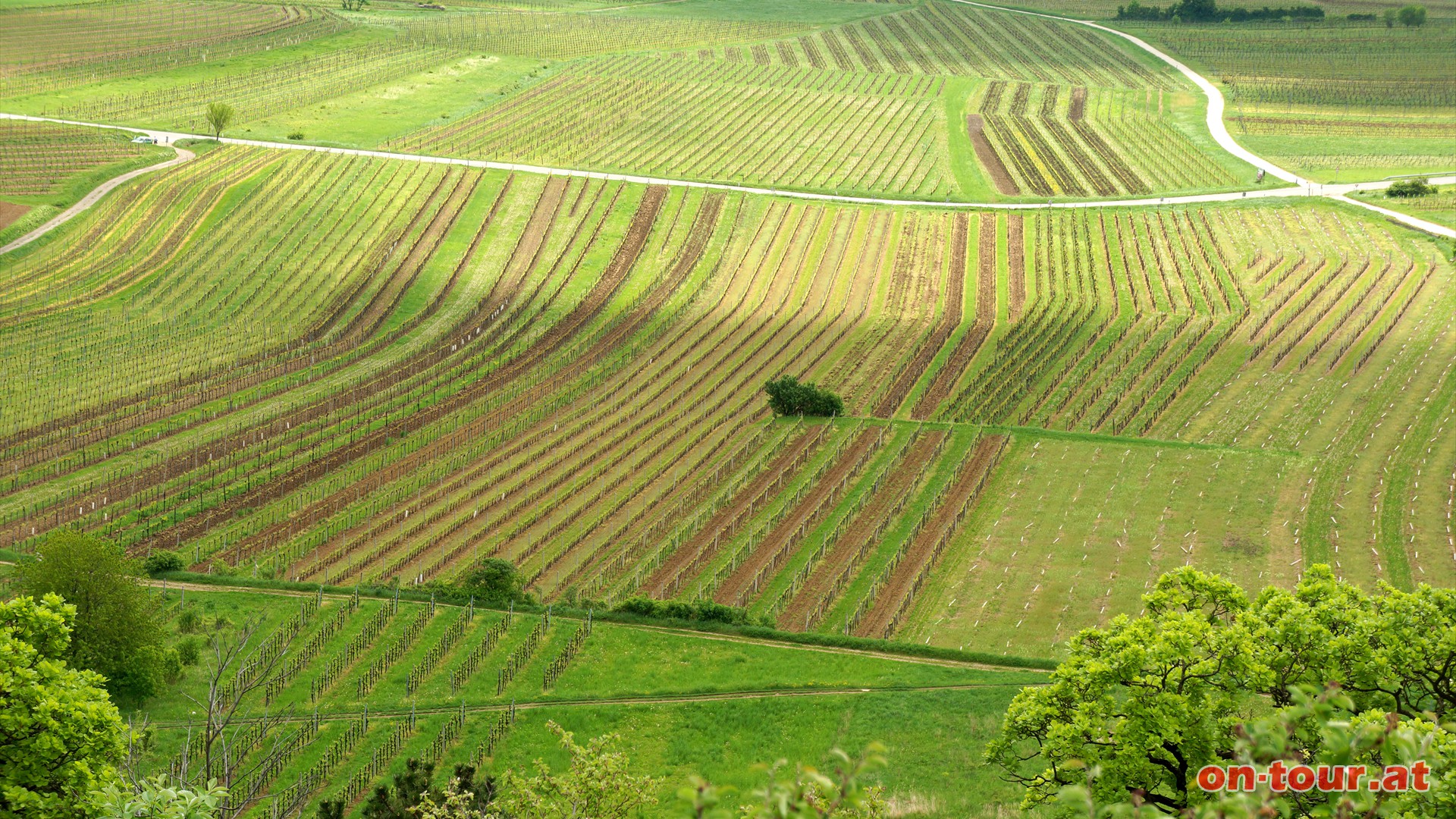 Weinberge der Thermenregion.
