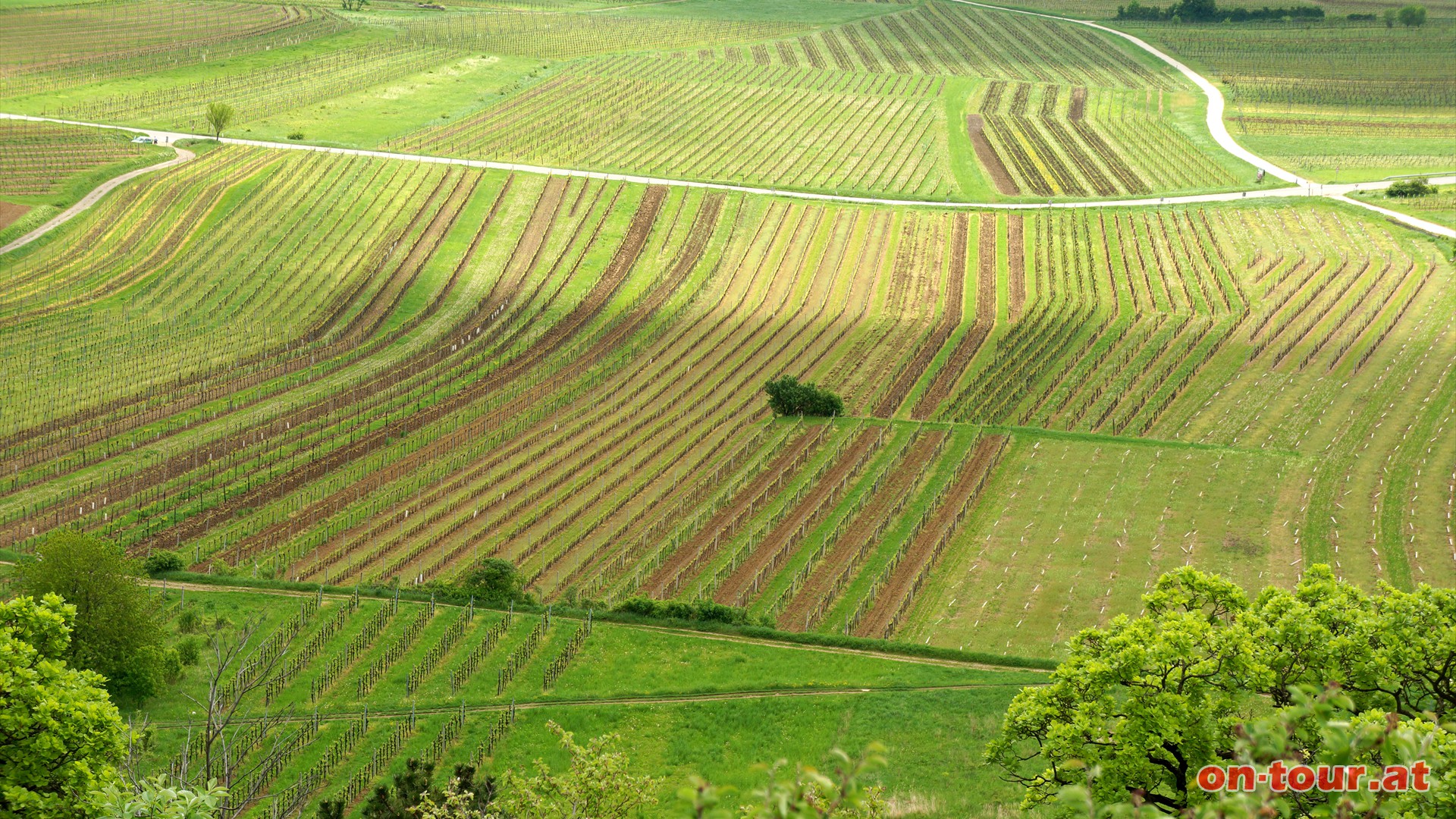 Weinberge der Thermenregion.