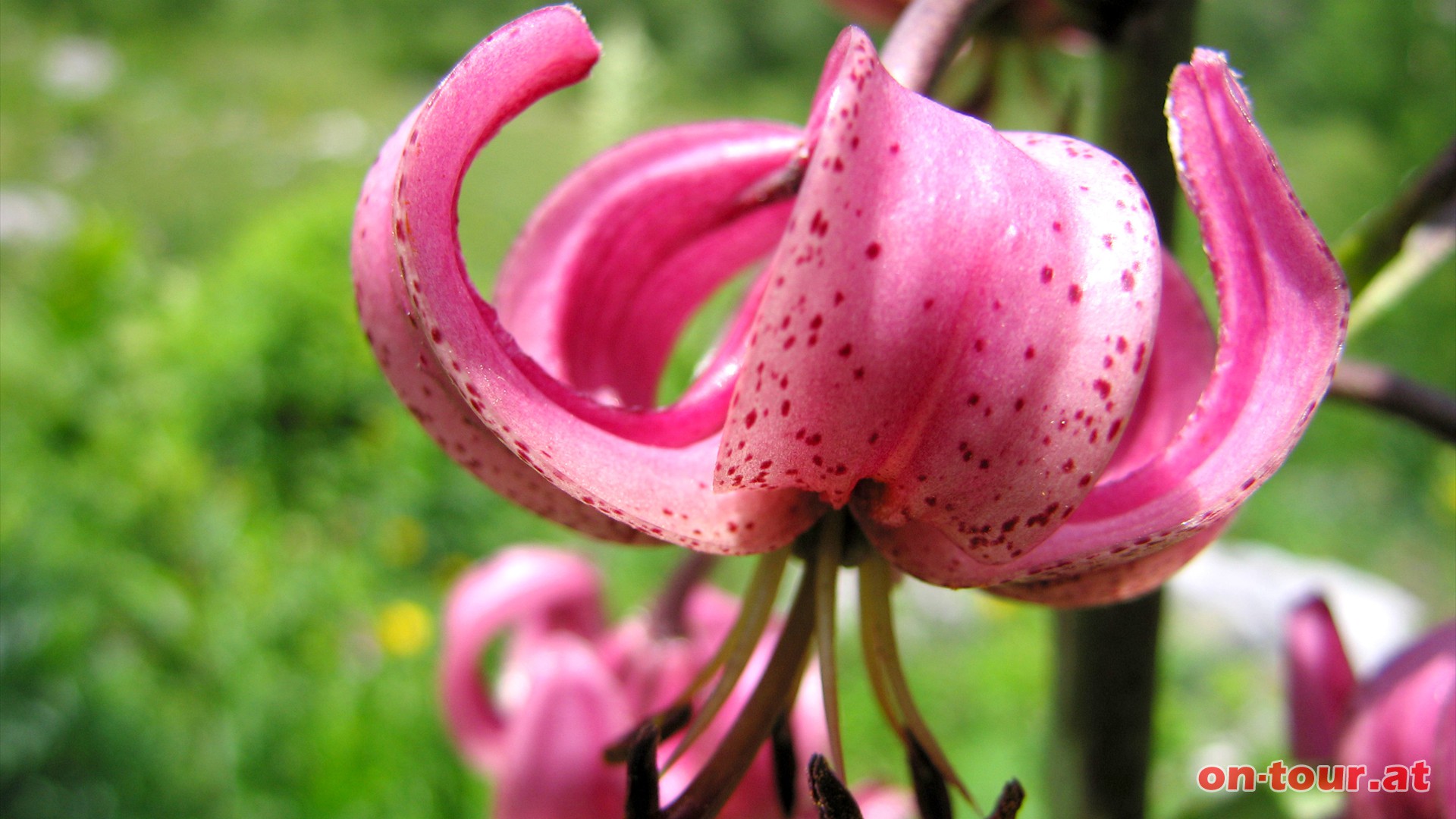 Und noch eine schne Alpenblume. Die Trkenbundlilie steht unter Naturschutz.