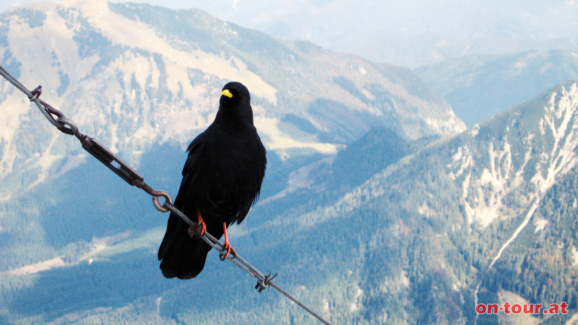 Sehr interessierte Alpendohle.