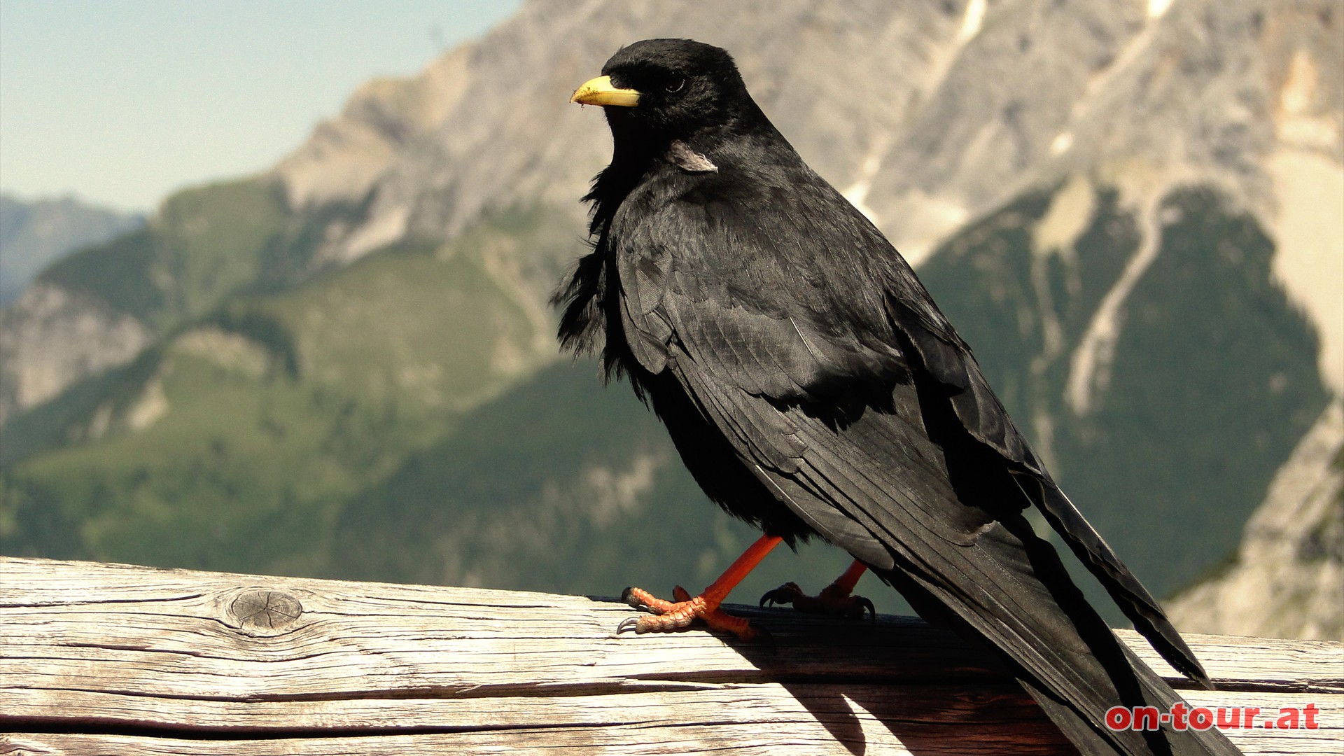 Gesellige Alpendohlen sind am aktuellen Speiseplan sehr interessiert.