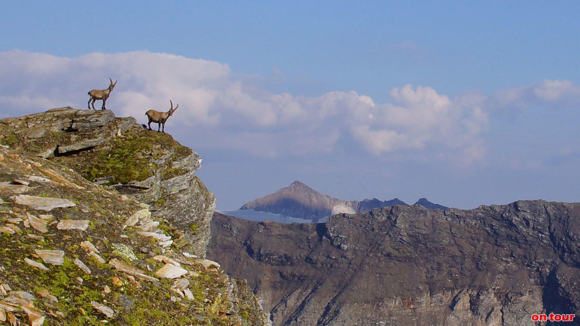 Mit etwas Glck trifft man auf Steinbcke.