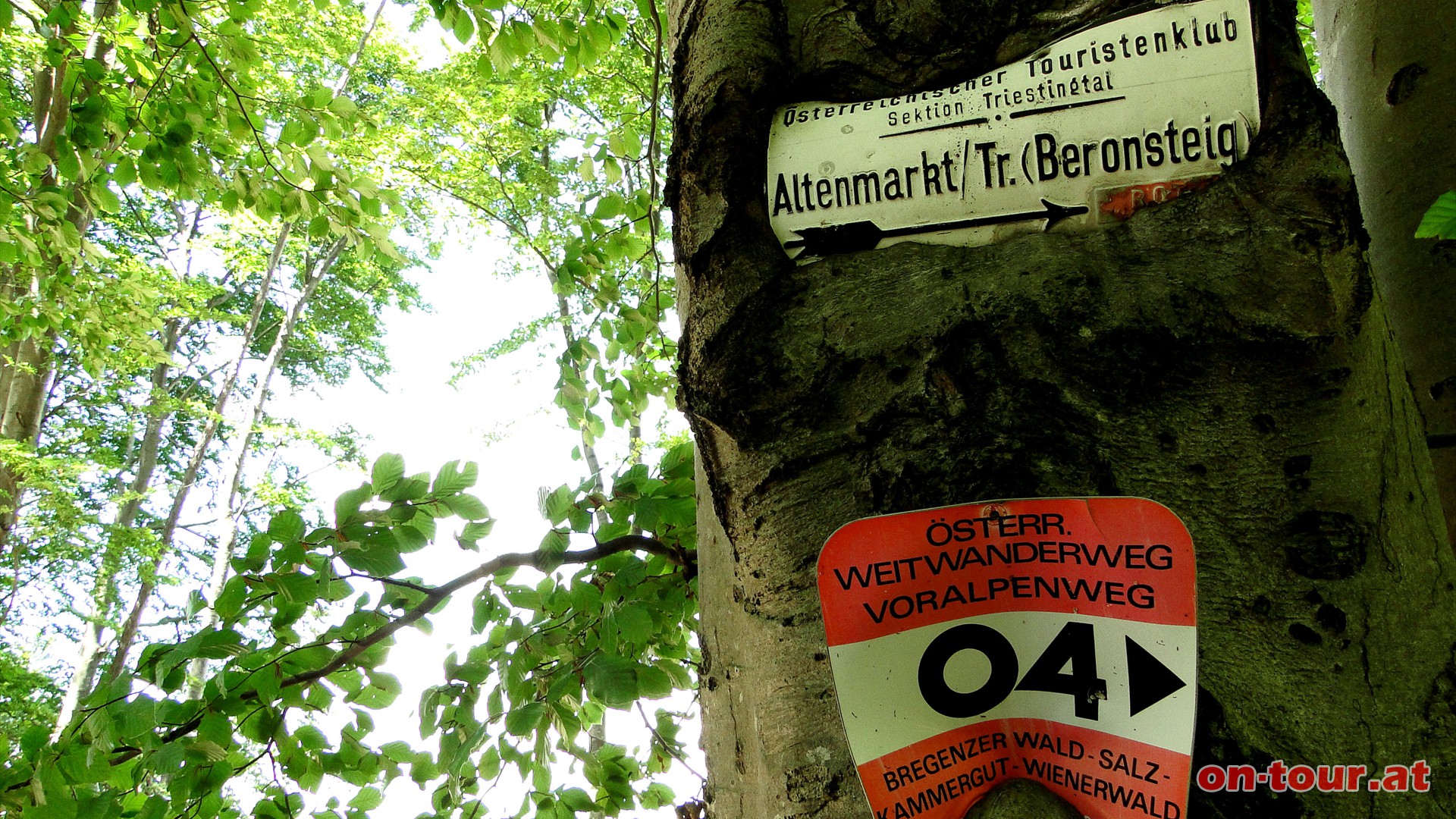 Eine hungrige Buche verschlingt hier ein Wegschild.