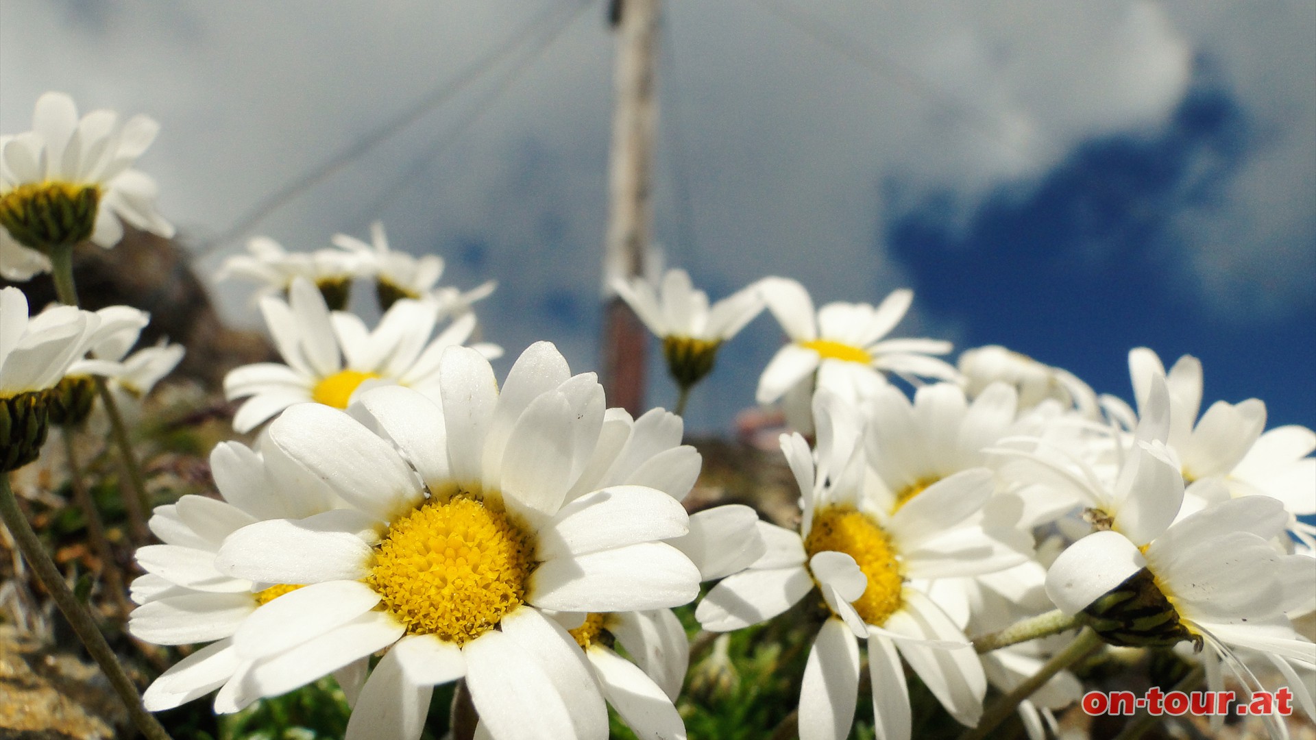 Alpen-Wucherblume am Gipfel.