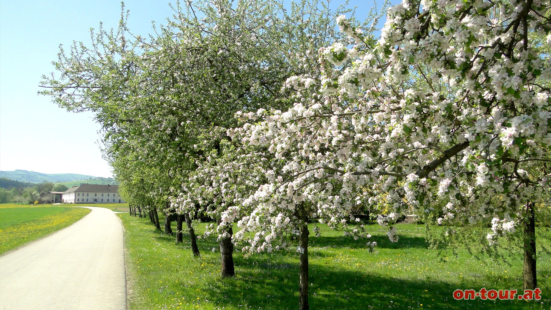 Beim Abzweig Richtung Vlkrahof rechts weiter - entlang der ersten Mostobstbaumreihen.