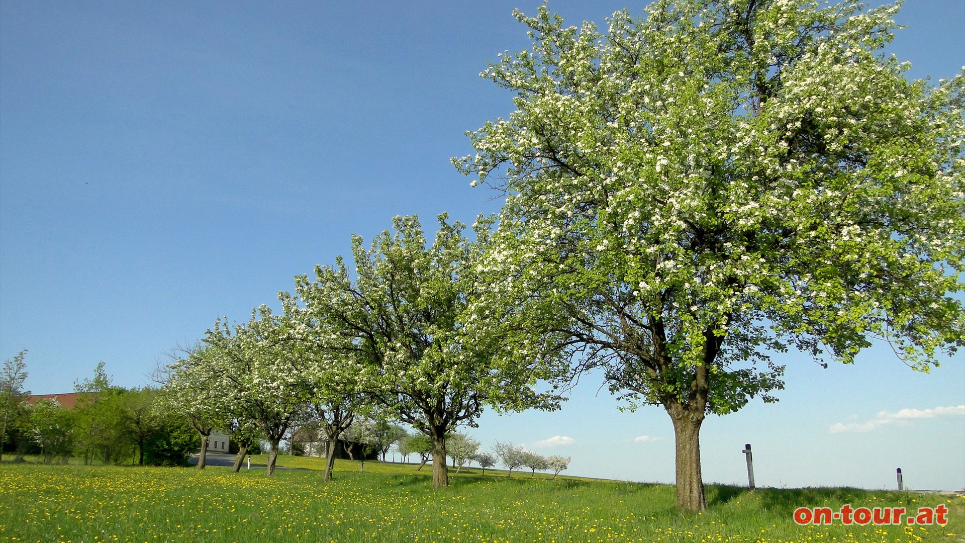 Die Mostobstbäume sind unverkennbares Wahrzeichen des Mostviertels. In Handlesberg nach links Richtung Kothmühle.