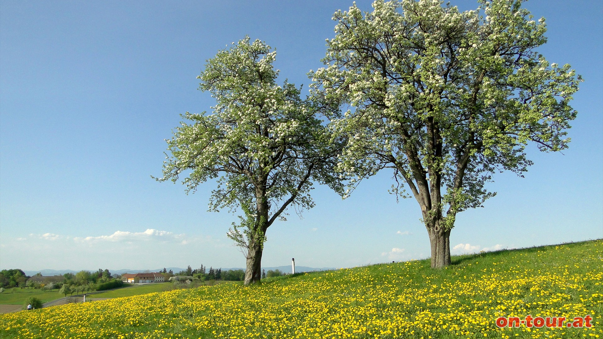 Nach Ferndorf wird es auf der Strae ruhiger. Nach Pauxberg wetteifert die leuchtende Bltenpracht wieder um unsere Blickgunst.