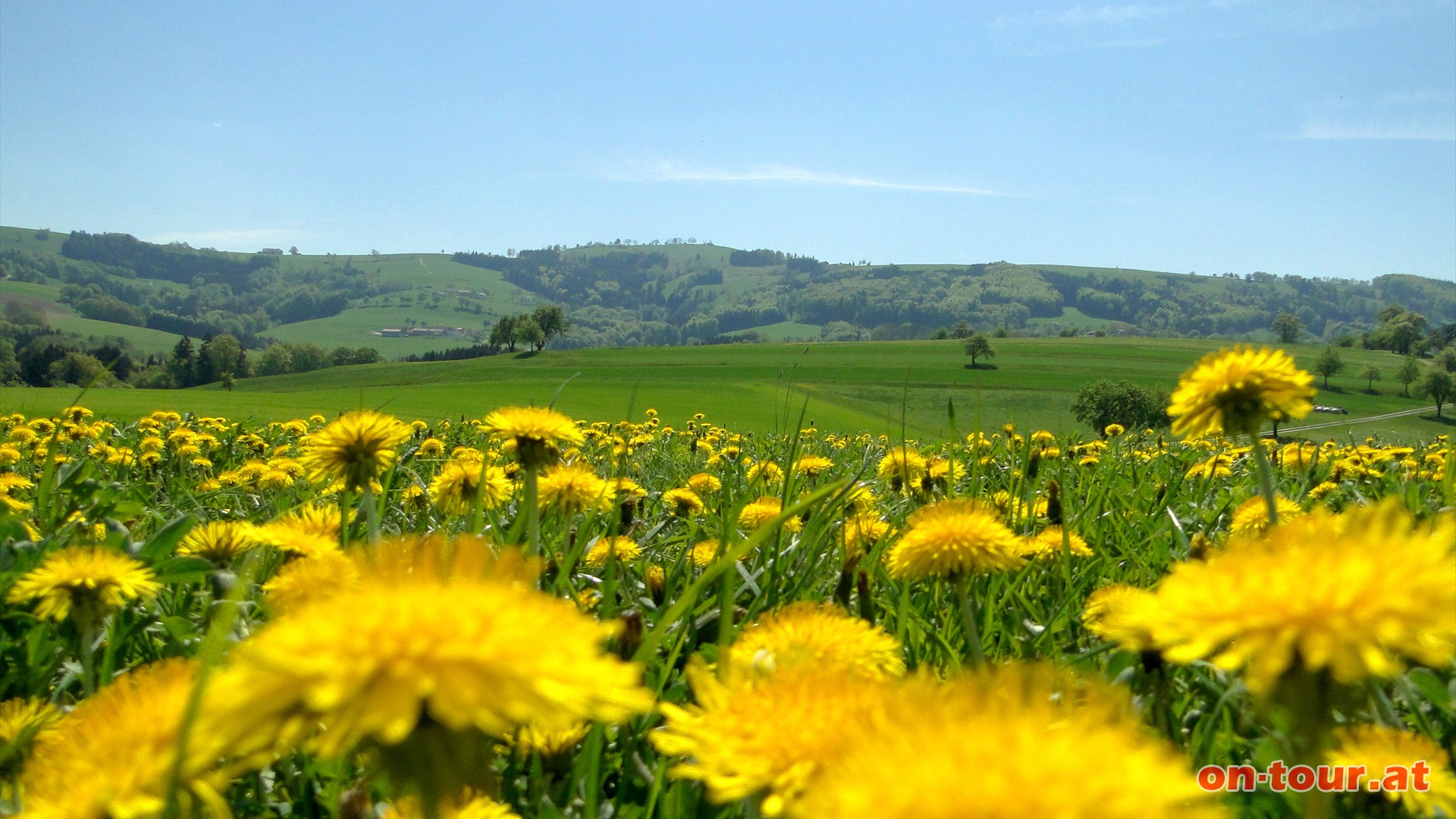 Nicht nur die Mostblten, auch der Lwenzahn wetteifert um die farbenprchtigste Landschaft.