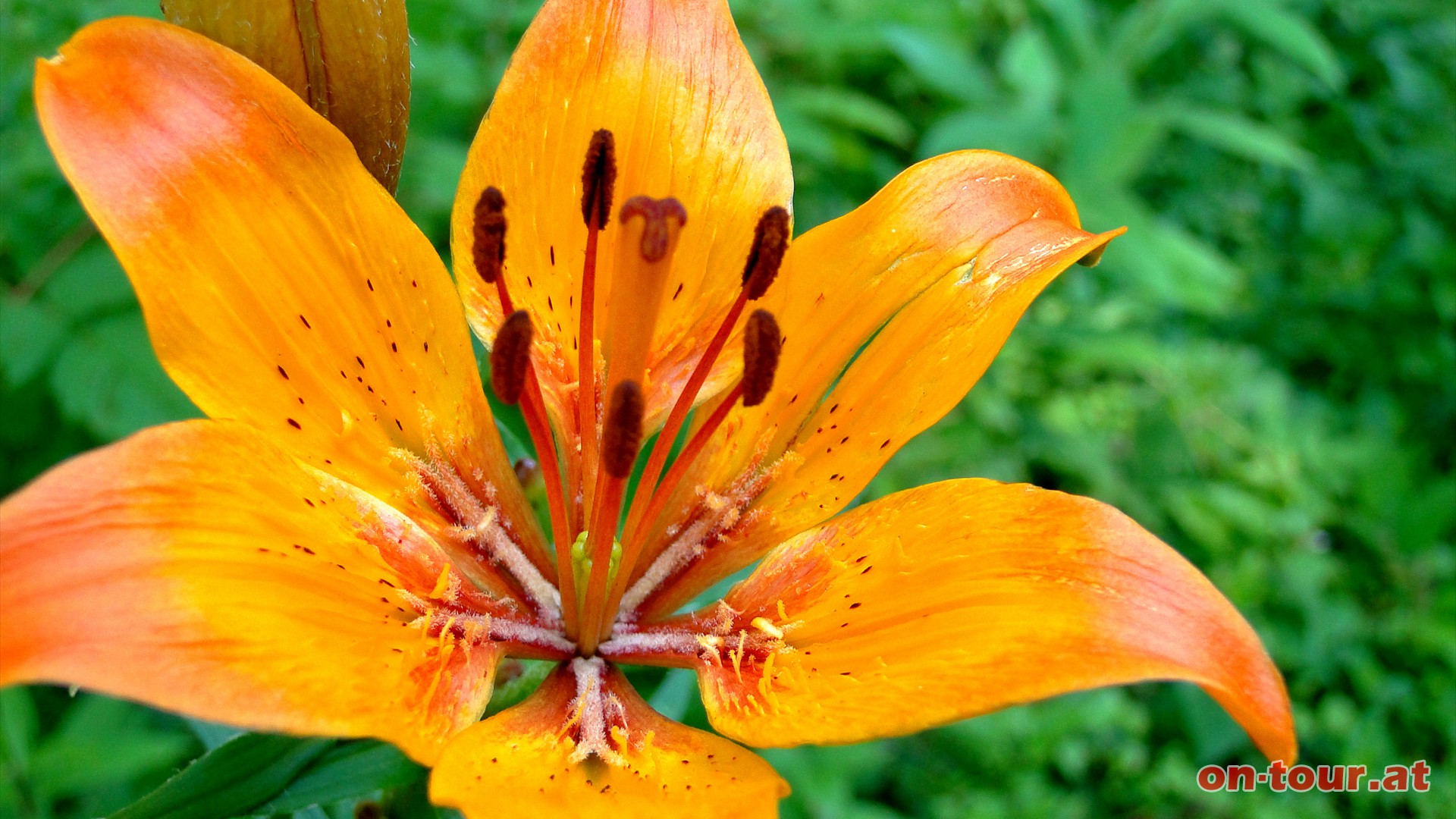 Aufmerksame Wandersleute werden hier am Wegrand auch Schtze der Flora entdecken; wie z.B. die wunderschne Feuerlilie.