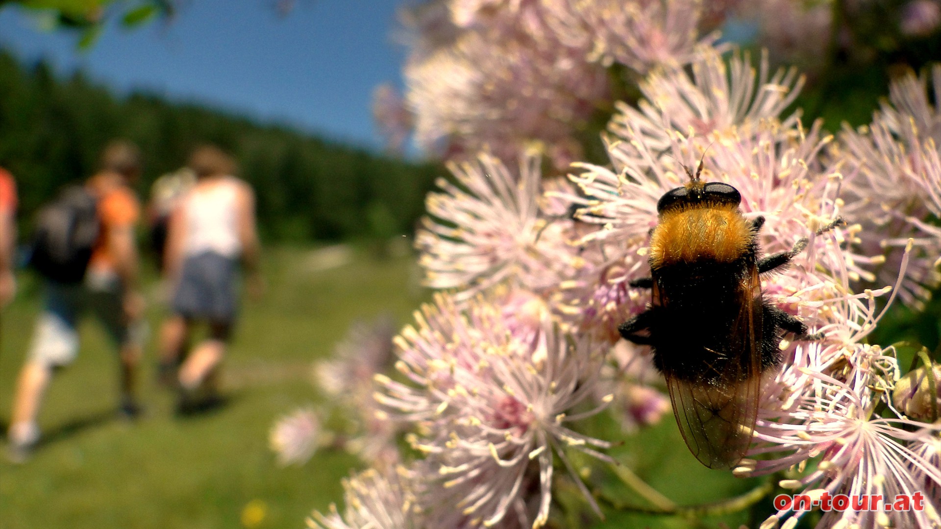 Weiter geht es Richtung -Steirischer Jokl- und -Hochlantsch-, vorbei an herrliche Wiesenrauten und einer fleiigen Hummel.